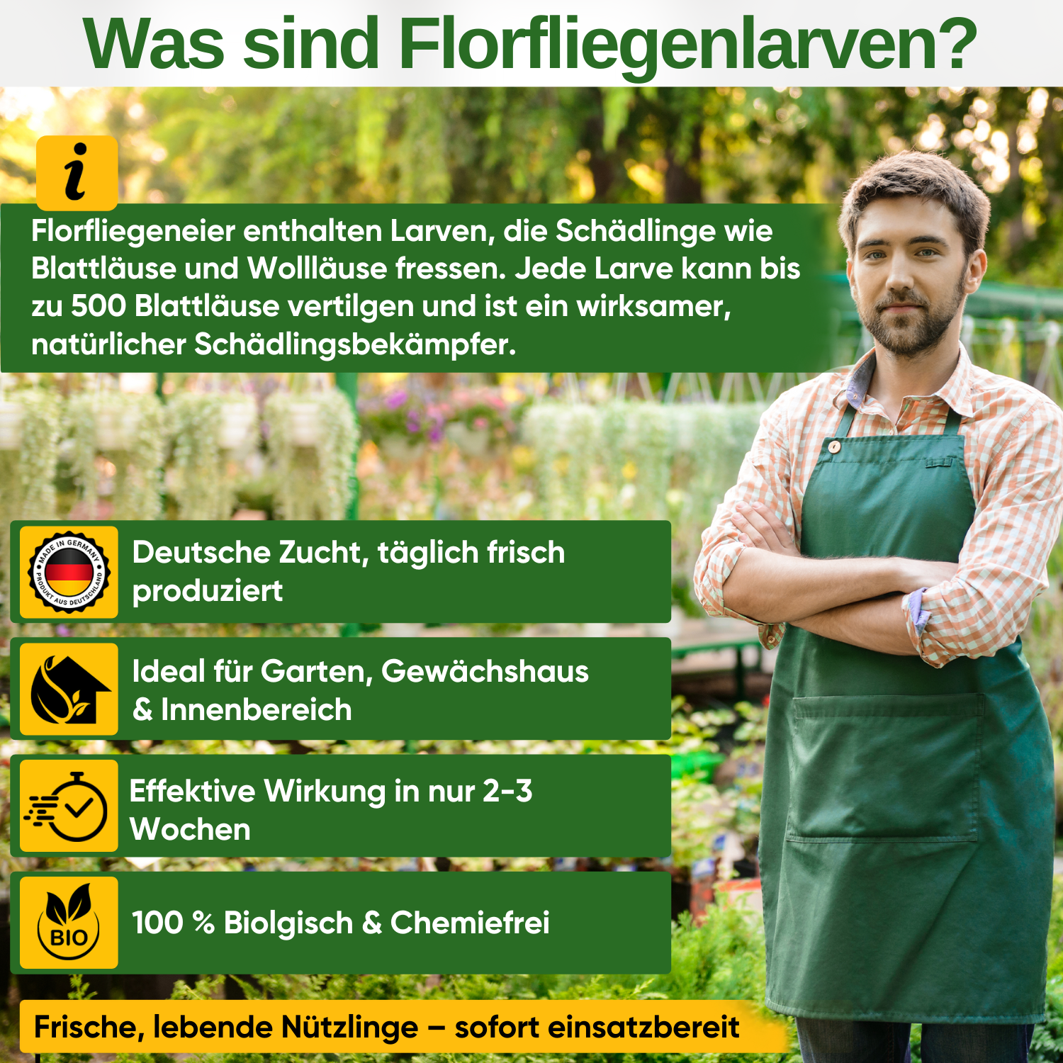 Florfliegenlarven - Eier gegen Blattläuse, Wollläuse zum Aufhängen oder Streuen - Green Guardia - Ihr Experte für Schädlinge und Pflanzen