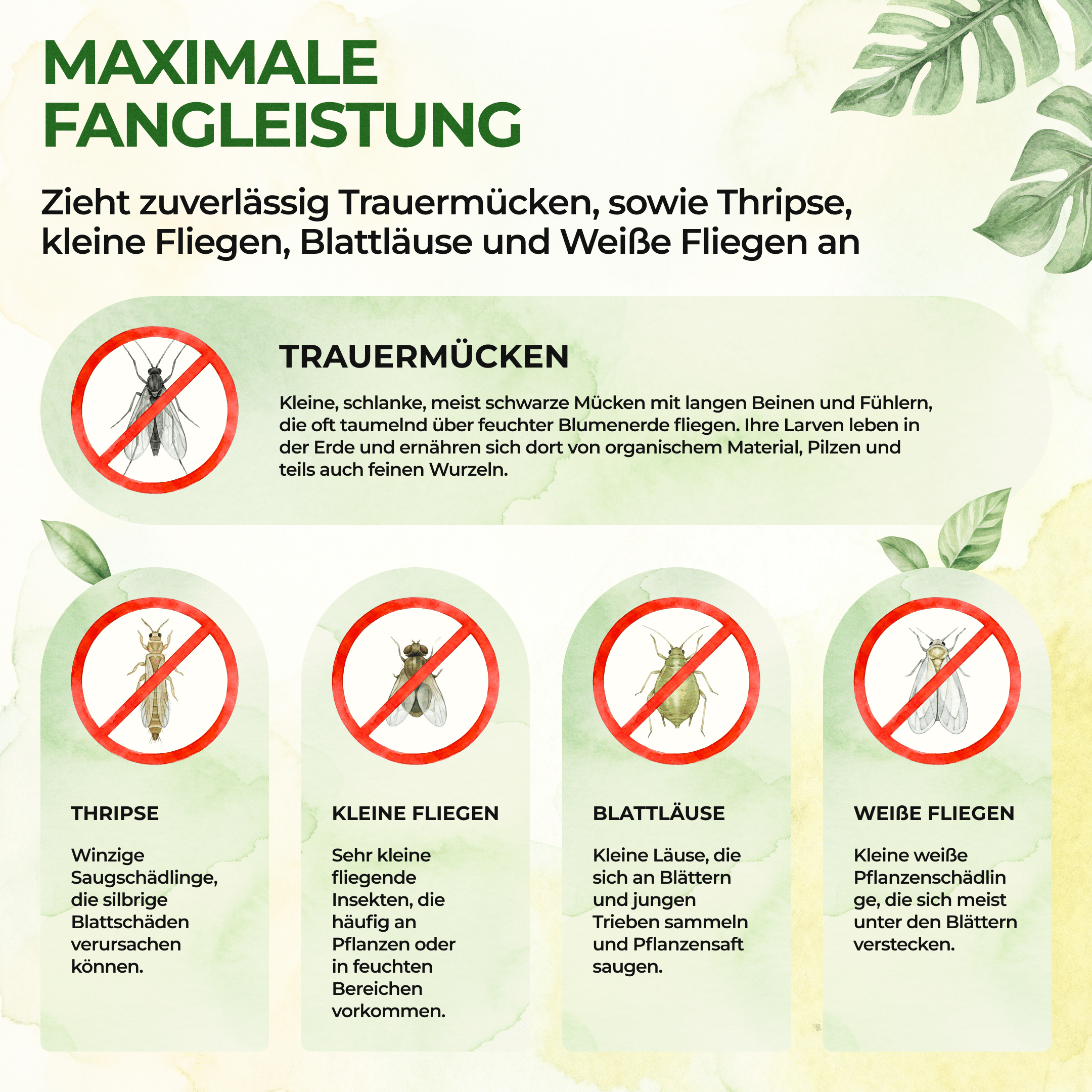 Gelbsticker (10x Stück inkl. Bambusstäbchen) - Green Guardia - Ihr Experte für Schädlinge und Pflanzen