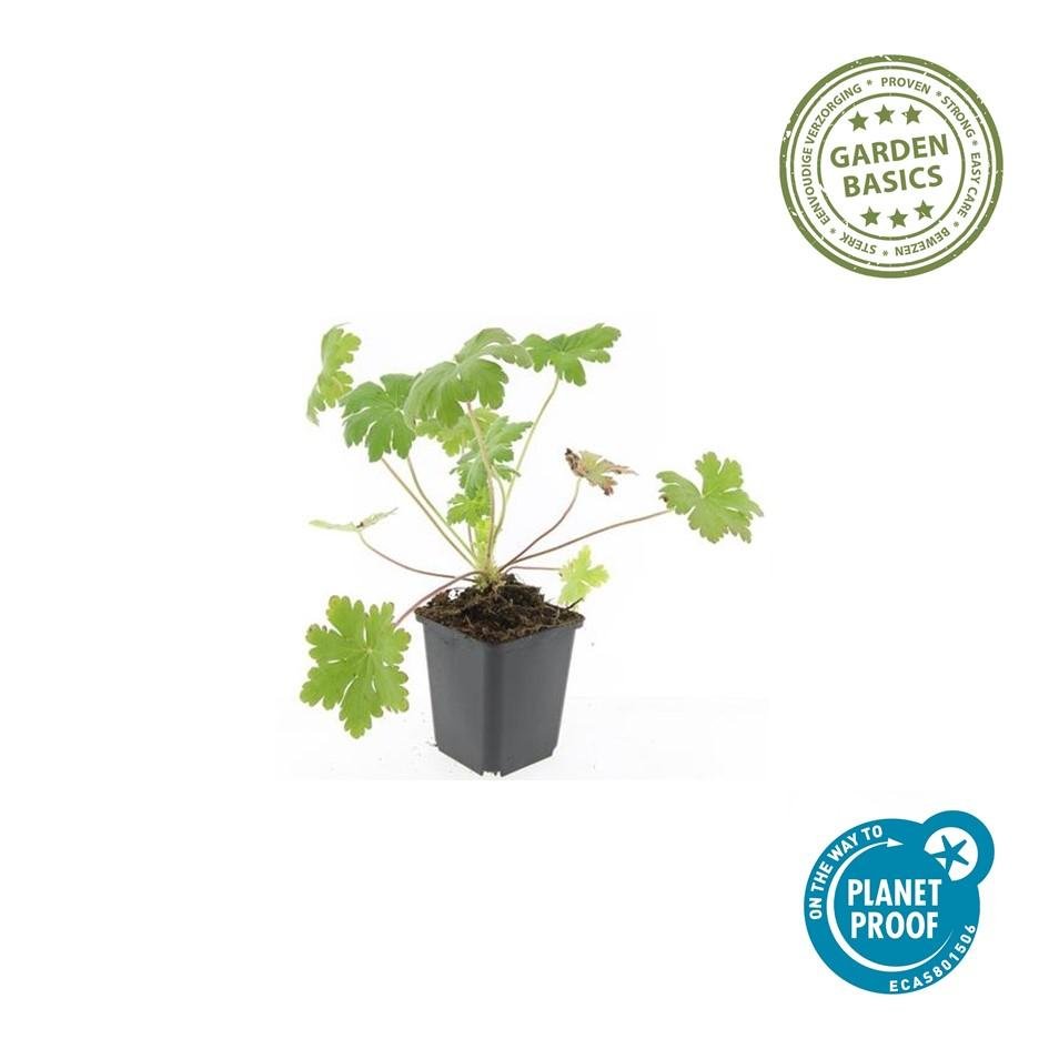 Geranium macrorrhizum 'Ingwersen's Var.' – winterhart, 9 cm Topf, 10–25 cm hoch - Green Guardia - Ihr Experte für Schädlinge und Pflanzen