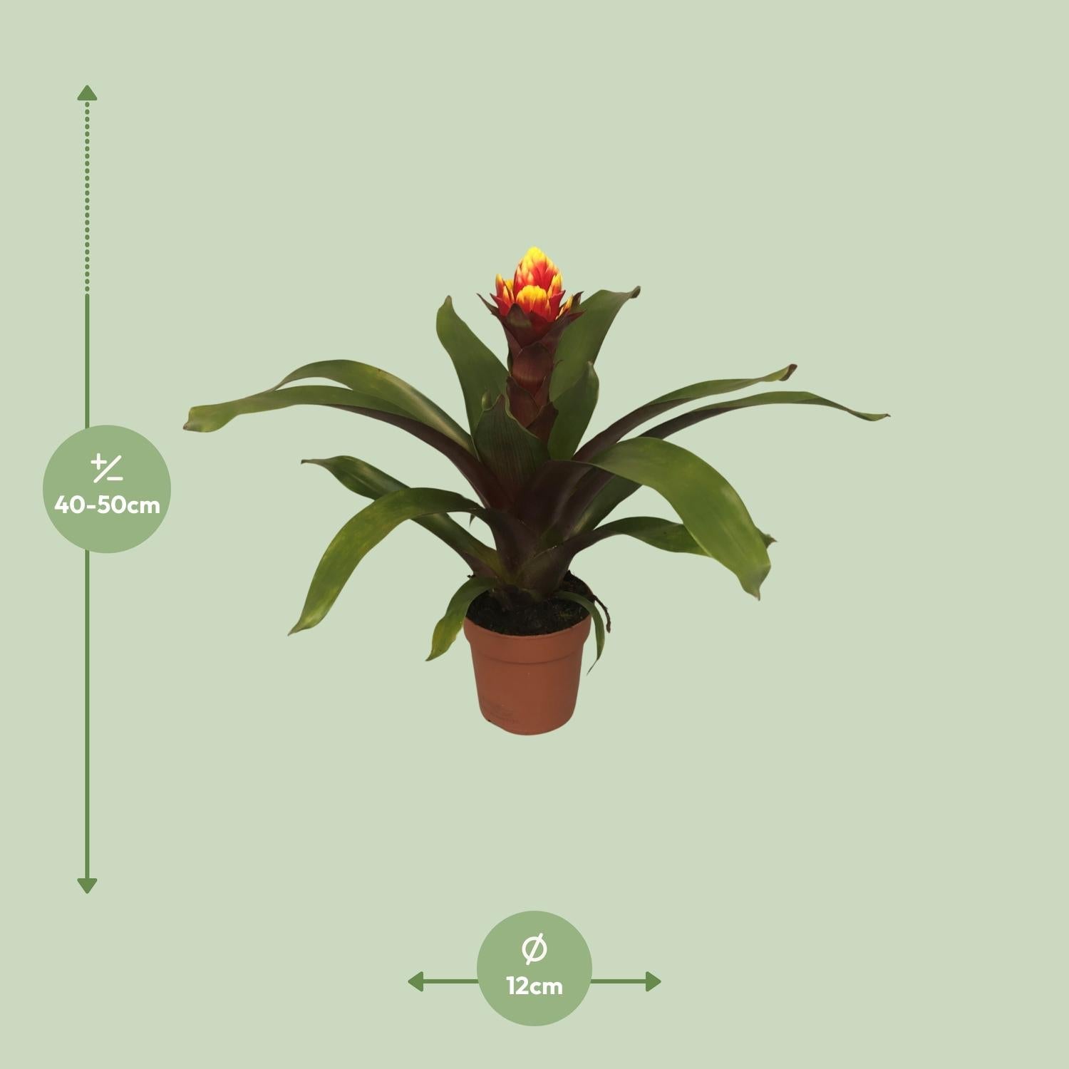 Guzmania – Bromelie - verschiedene Farben - 12cm Topf, 40 - 50cm hoch - Green Guardia - Ihr Experte für Schädlinge und Pflanzen