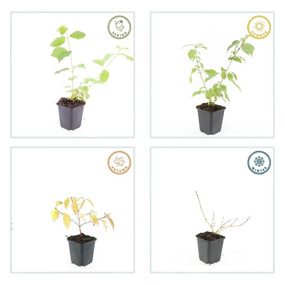 Hartriegel ‘Anny's Winter Orange’ – 9 cm Topf, 10–25 cm hoch - Green Guardia - Ihr Experte für Schädlinge und Pflanzen