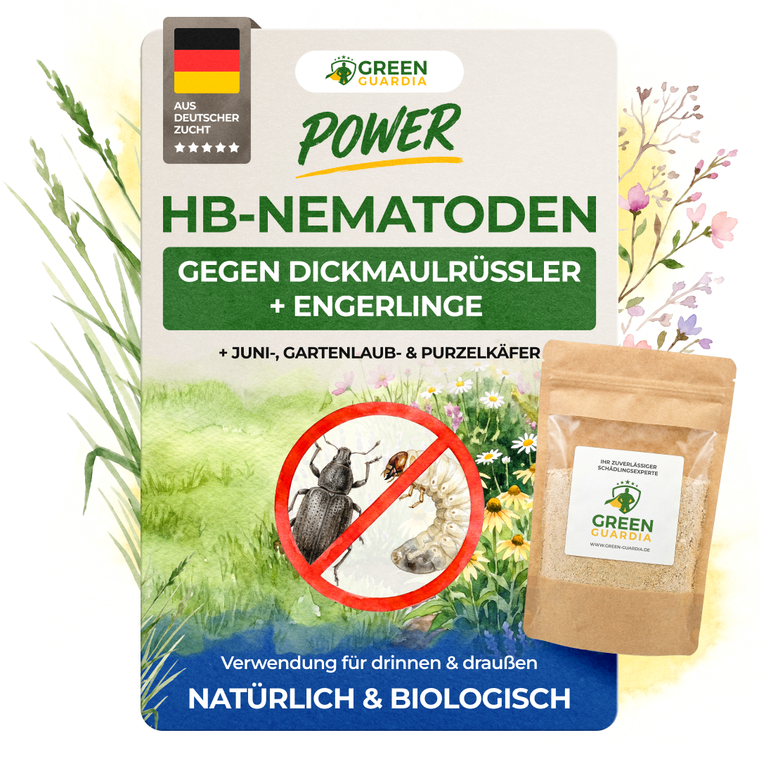 Nématodes HB contre les charançons noirs de la vigne et les larves 