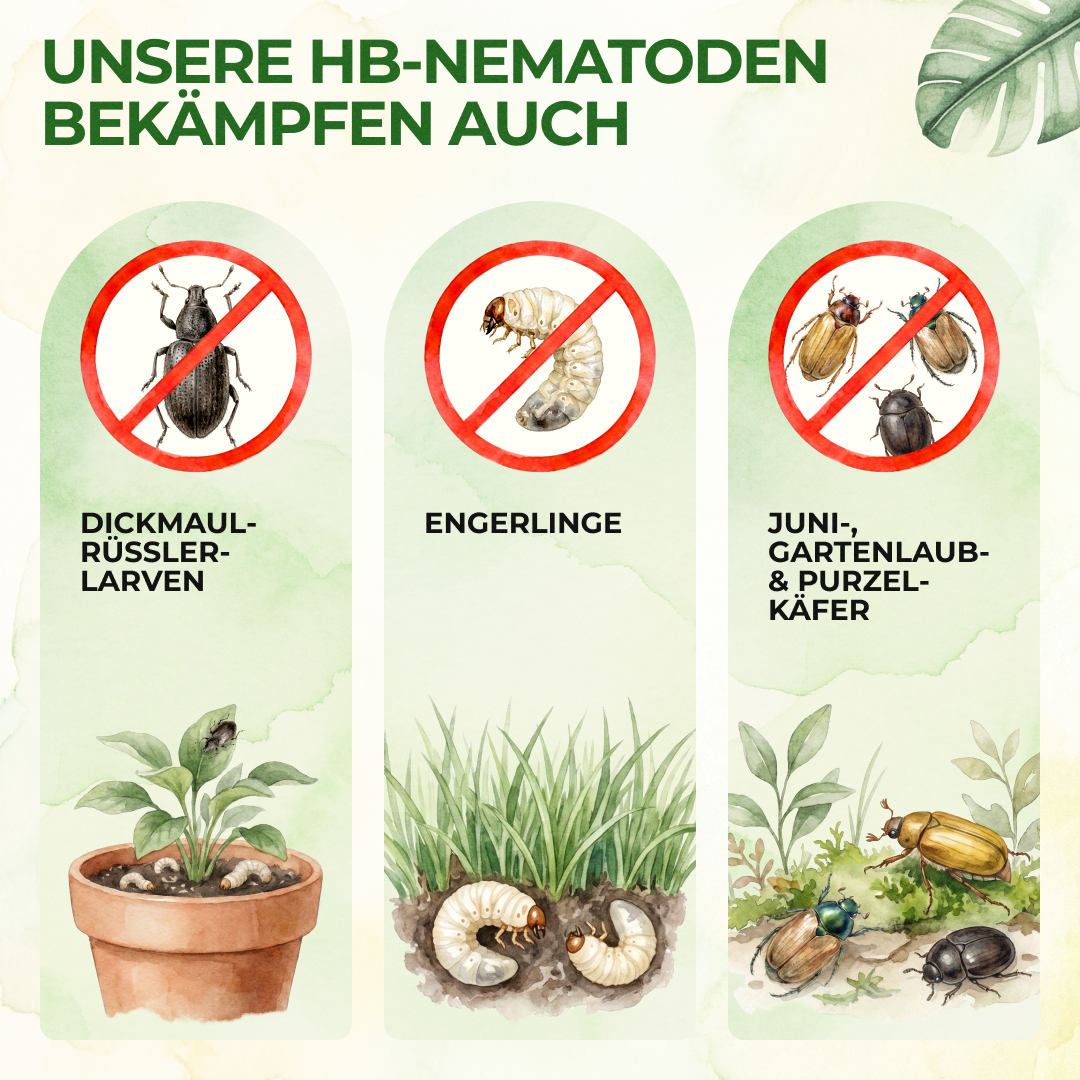 Nematodos HB contra gorgojos y larvas de la vid negra