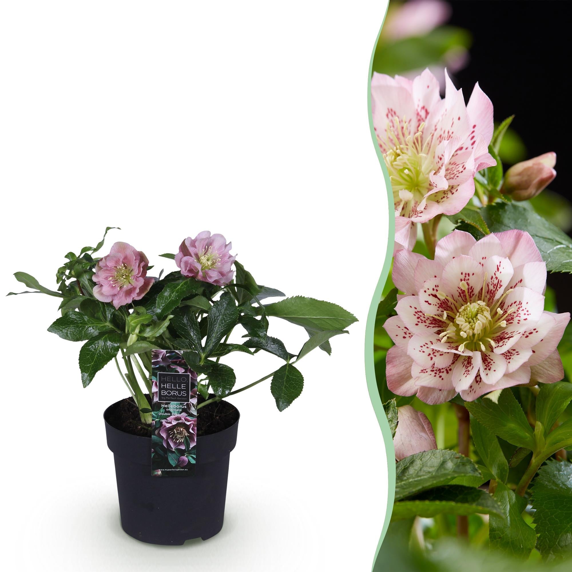 Helleborus orientalis ‘Double Ellen Pink’ – immergrün & pflegeleicht – rosa Blüte – 14 cm Topf, ca. 35 cm hoch - Green Guardia - Ihr Experte für Schädlinge und Pflanzen