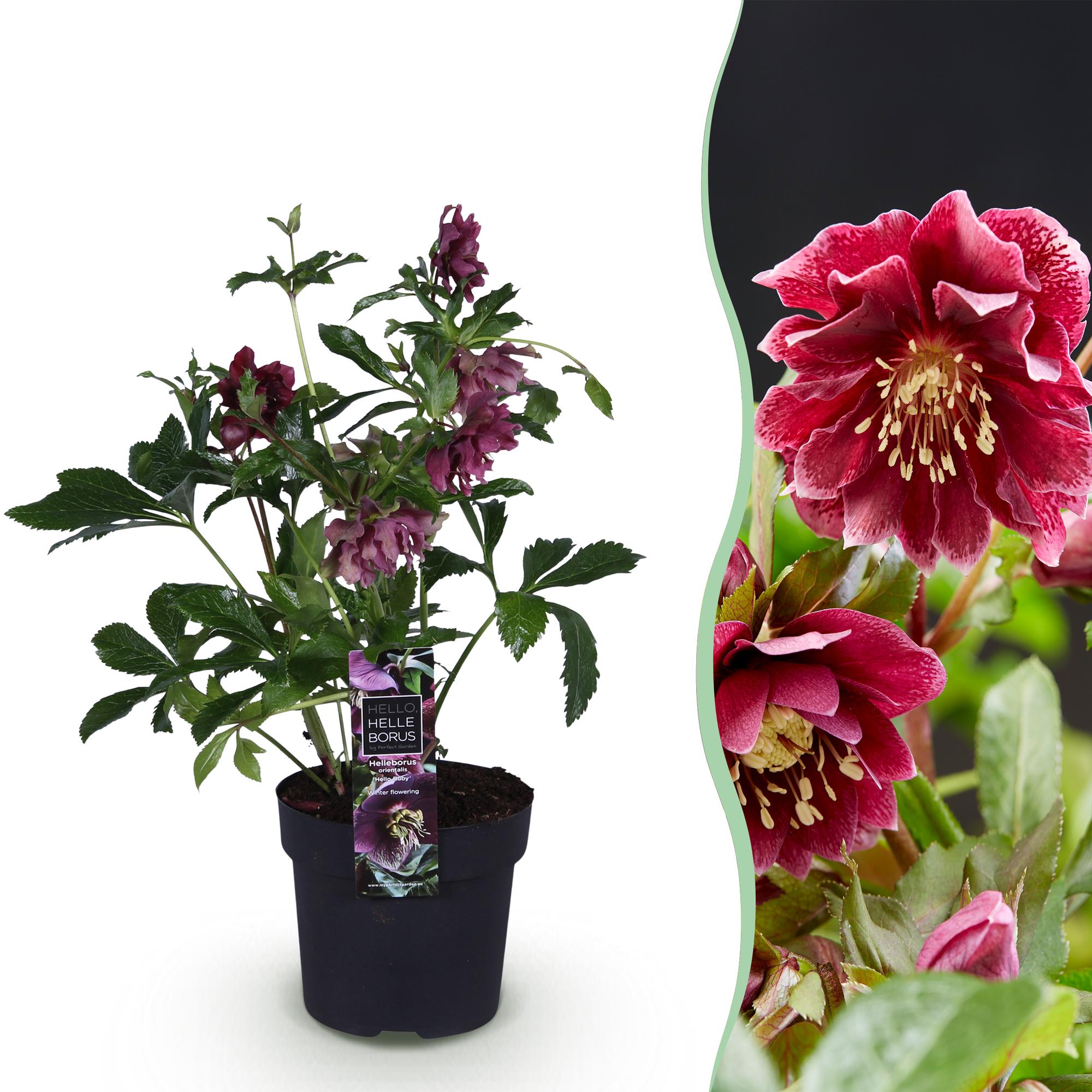 Helleborus orientalis ‘Double Ellen Red’ – immergrün & pflegeleicht – rote Blüte – 14 cm Topf, ca. 35 cm hoch - Green Guardia - Ihr Experte für Schädlinge und Pflanzen
