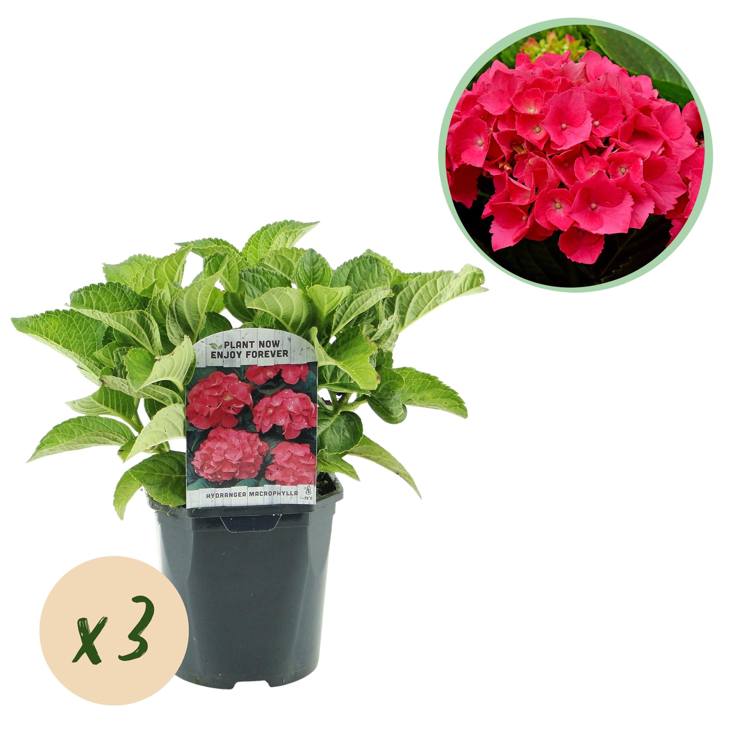 Hydrangea macrophylla – robuste Hortensie in mehreren Farben - 3 Pflanzen, 17 cm Topf, 30 cm Höhe (Kopie) - Green Guardia - Ihr Experte für Schädlinge und Pflanzen