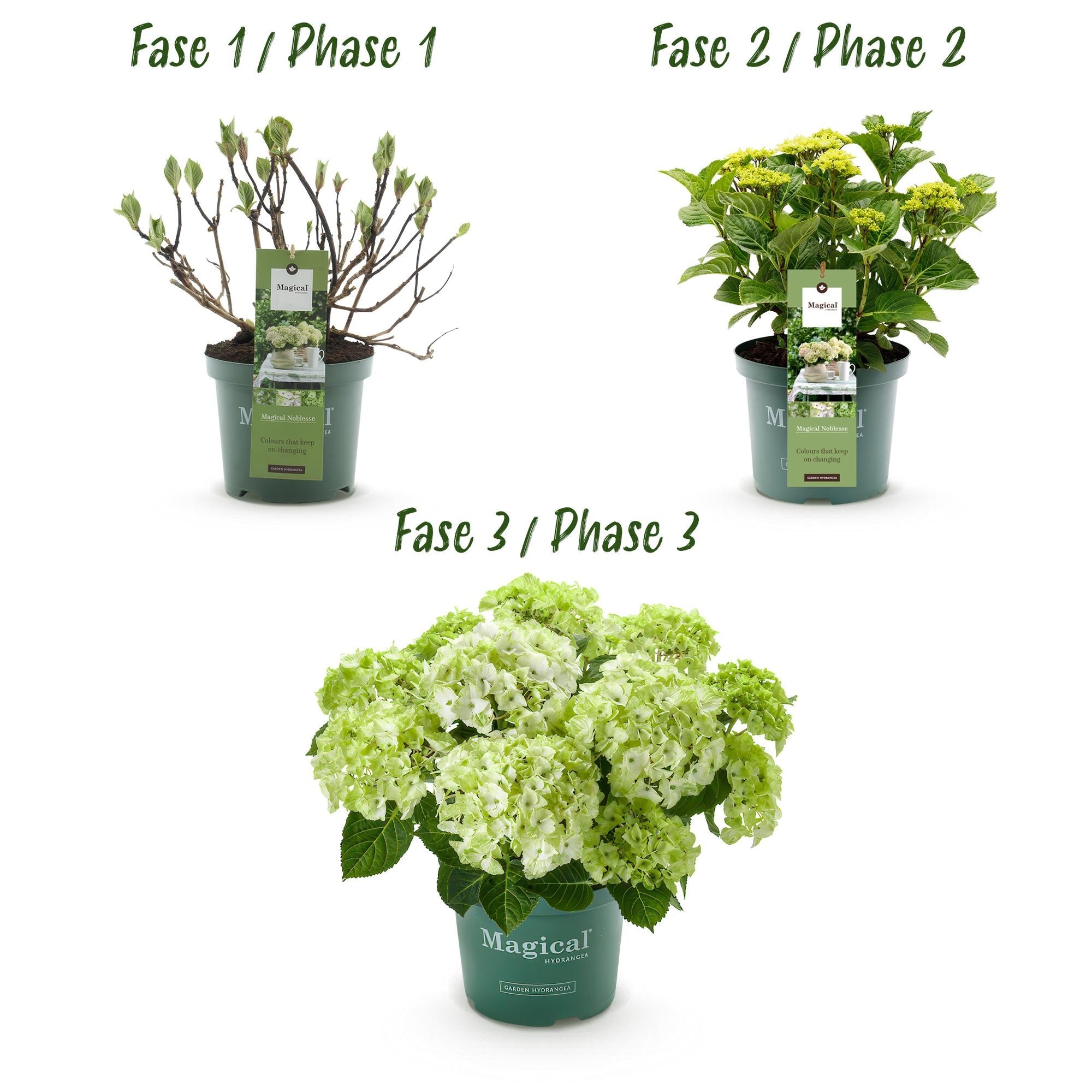 Hydrangea ‘Magical Nobless’ – weiße Hortensie, 23 cm Topf, 55 cm hoch - Green Guardia - Ihr Experte für Schädlinge und Pflanzen