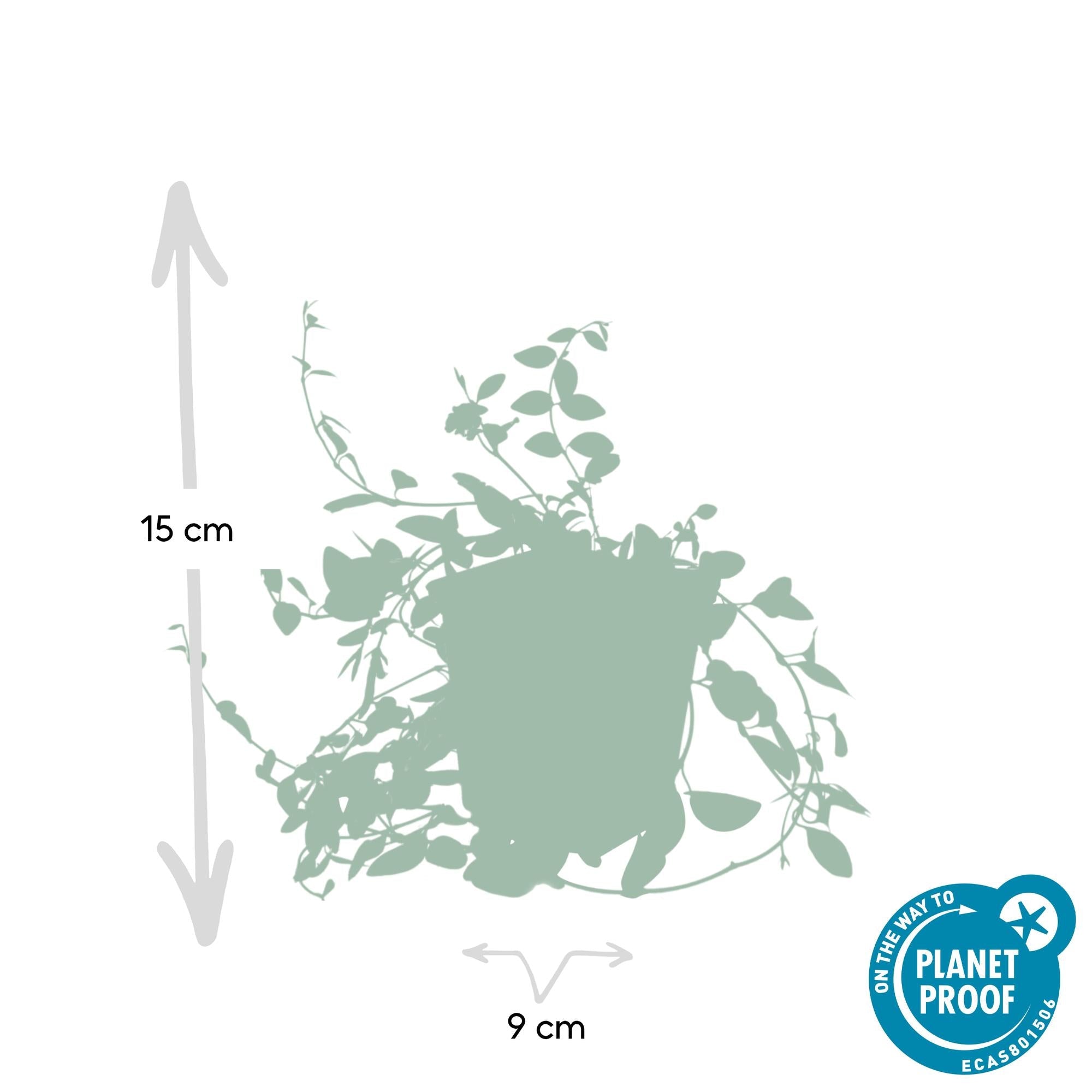 Immergrün ‘Atropurpurea’ – robust & winterhart, 9 cm Topf, 10–25 cm Höhe - Green Guardia - Ihr Experte für Schädlinge und Pflanzen