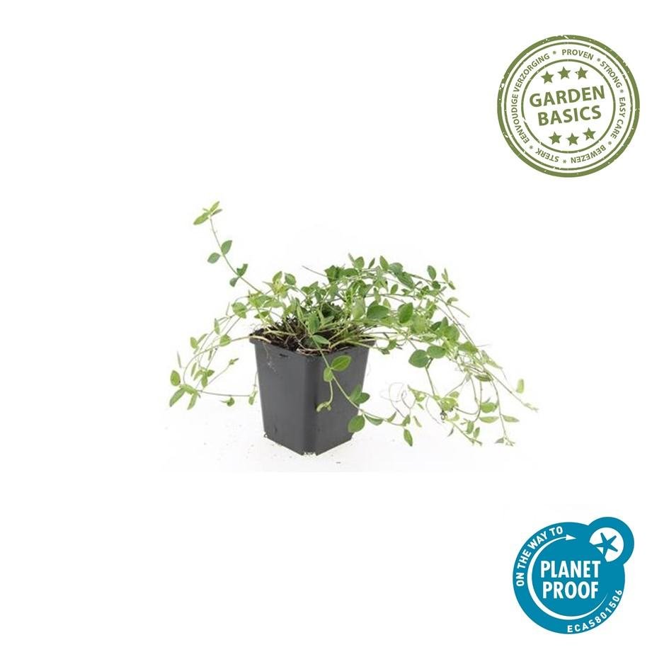 Immergrün ‘Gertrude Jekyll’ – bodendeckend, weiß blühend, 9 cm Topf, 10–25 cm - Green Guardia - Ihr Experte für Schädlinge und Pflanzen