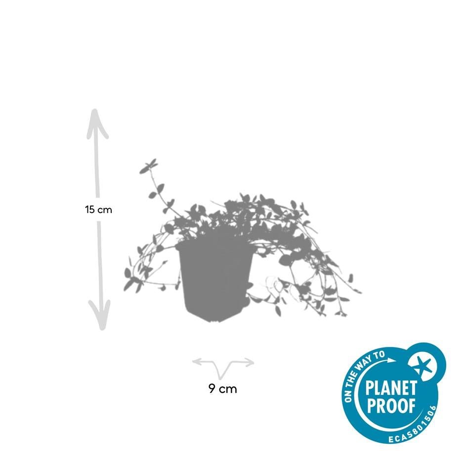 Immergrün ‘Gertrude Jekyll’ – bodendeckend, weiß blühend, 9 cm Topf, 10–25 cm - Green Guardia - Ihr Experte für Schädlinge und Pflanzen