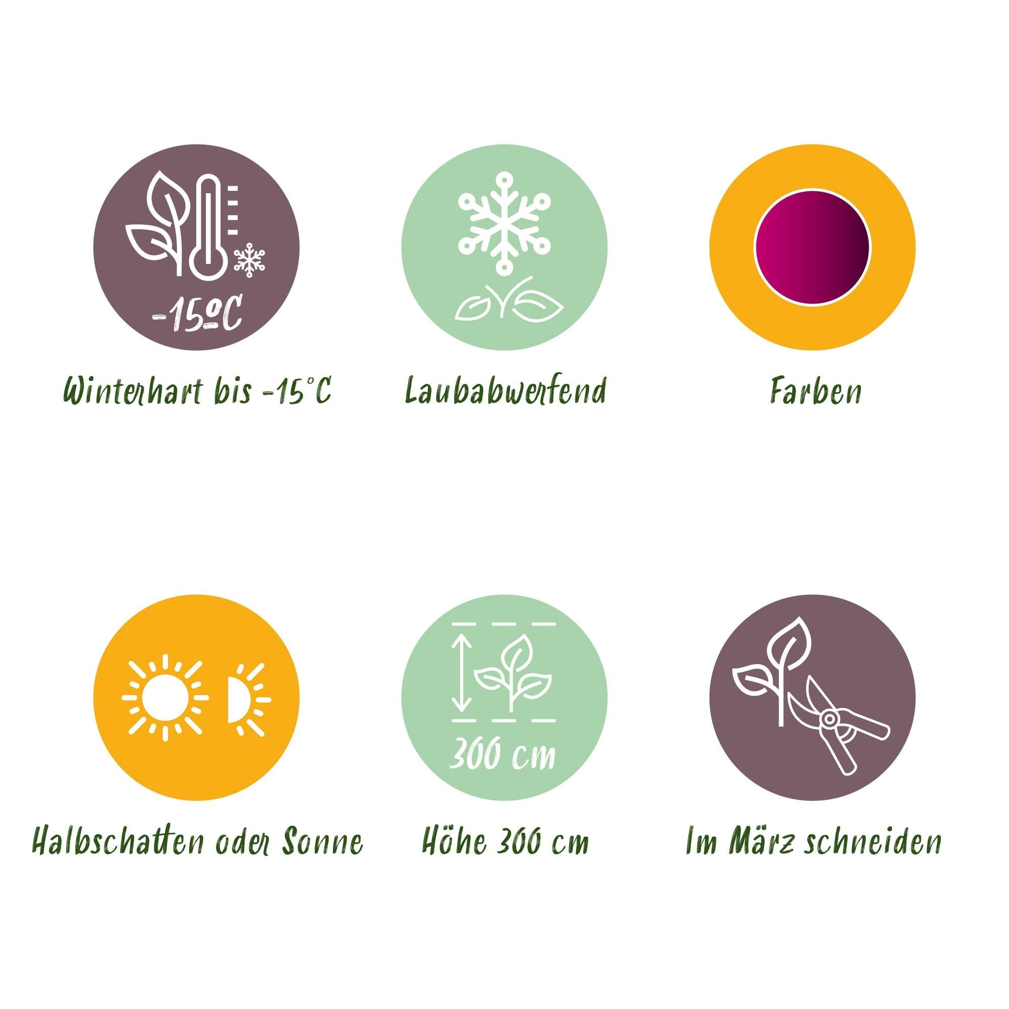 Japanischer Ahorn – Sorte ‘Atropurpureum’, lila, laubabwerfend, 19 cm Topf, 70 cm Höhe - Green Guardia - Ihr Experte für Schädlinge und Pflanzen