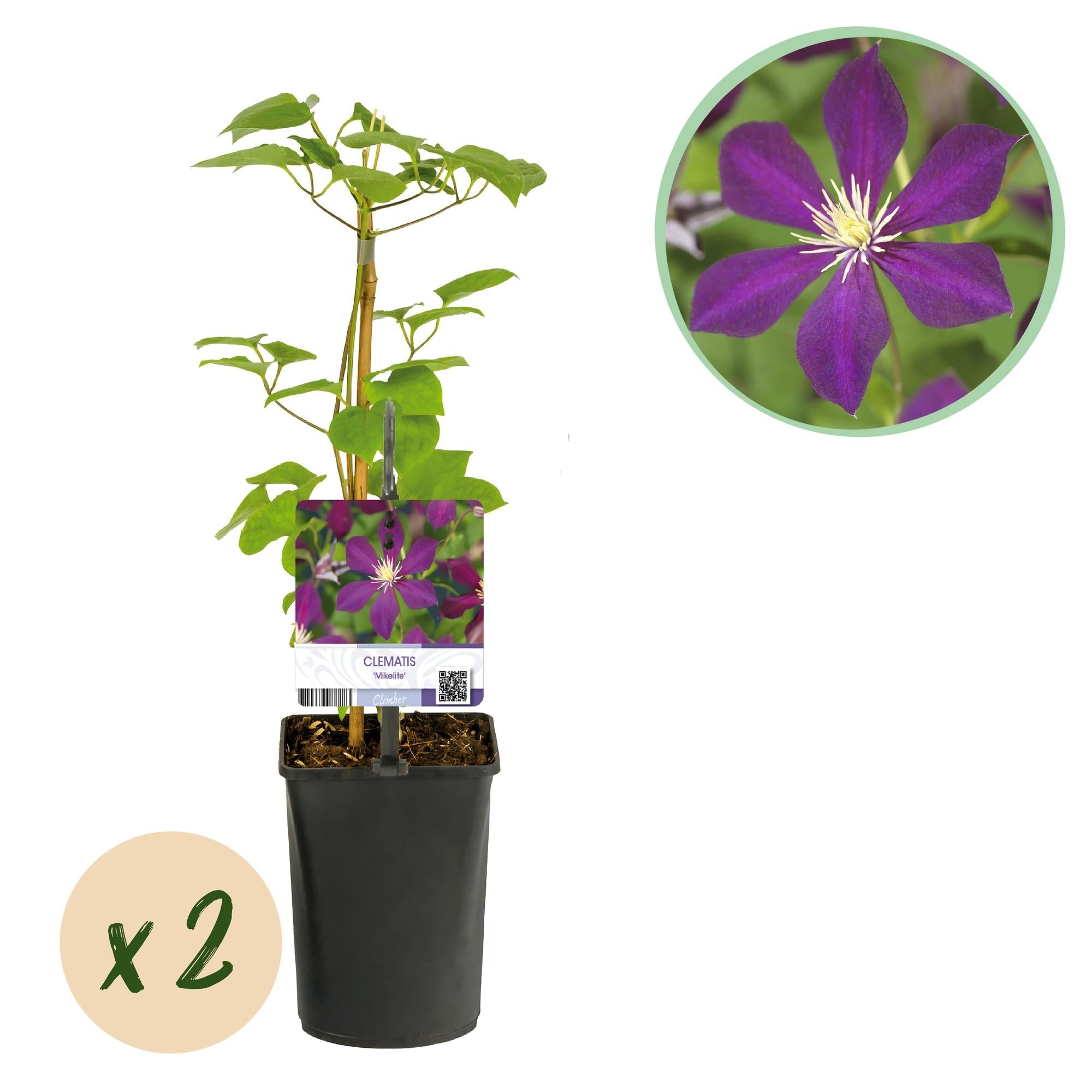 Kletterpflanze – Clematis ‘Mikelite’ – lila Blüte – pflegeleicht – 2 Pflanzen – 11 cm Topf, ca. 40 cm hoch - Green Guardia - Ihr Experte für Schädlinge und Pflanzen