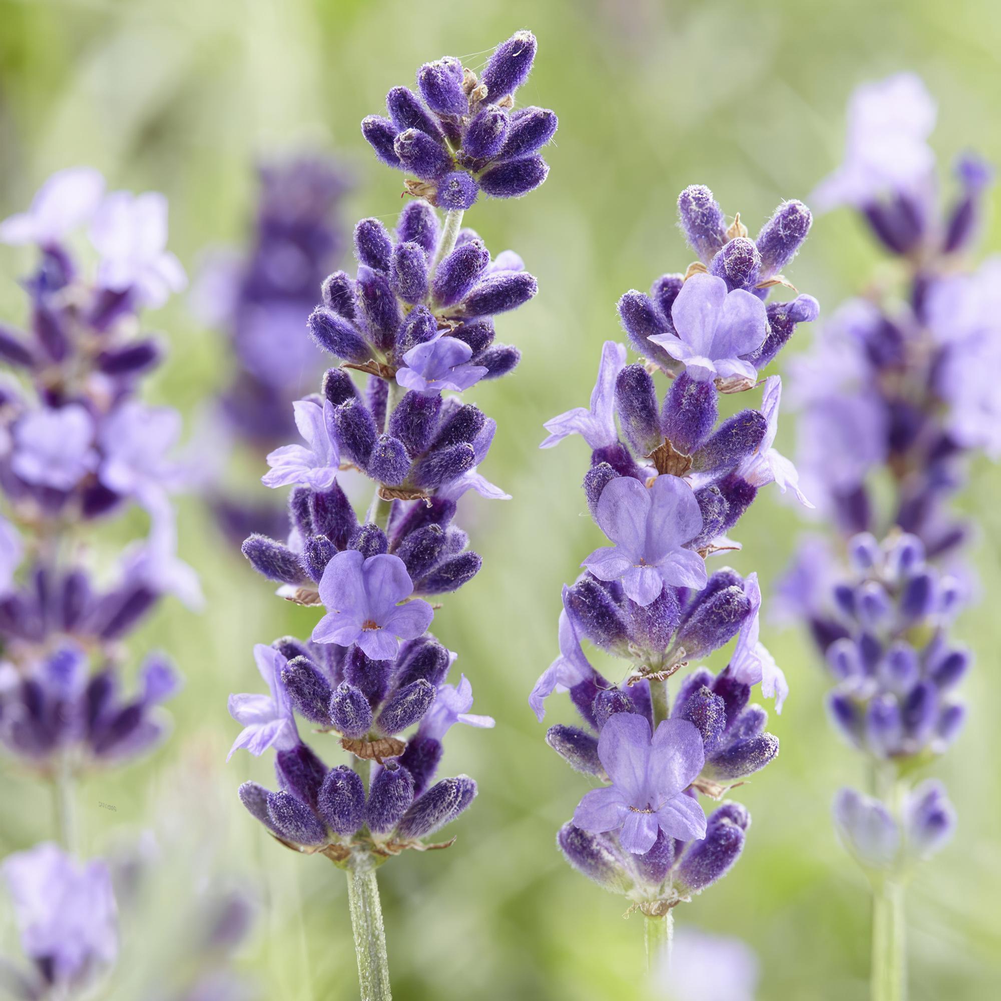 Lavandula ‘Hidcote’ – kompakter Lavendel, 9 cm Topf, 10–25 cm - Green Guardia - Ihr Experte für Schädlinge und Pflanzen