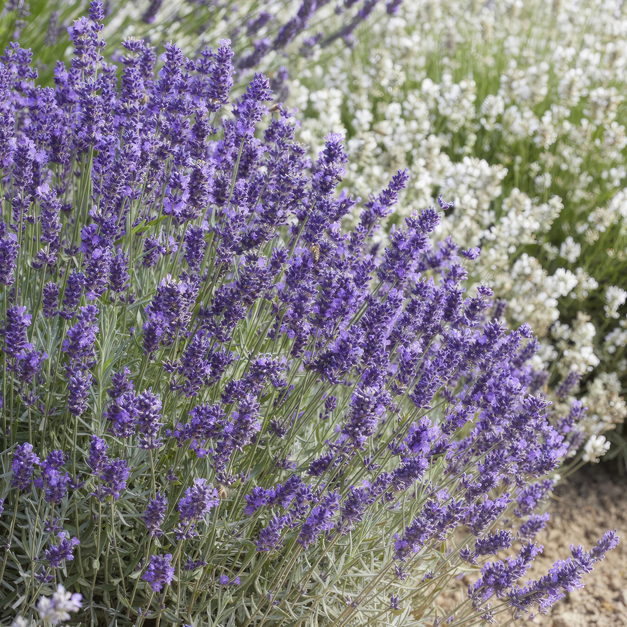 Lavandula ‘Hidcote’ – kompakter Lavendel, 9 cm Topf, 10–25 cm - Green Guardia - Ihr Experte für Schädlinge und Pflanzen
