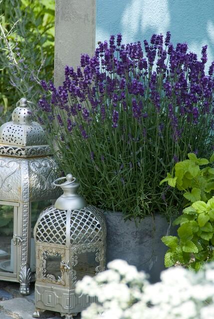 Lavandula ‘Hidcote’ – kompakter Lavendel, 9 cm Topf, 10–25 cm - Green Guardia - Ihr Experte für Schädlinge und Pflanzen