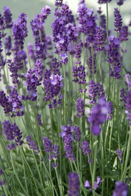 Lavendel ‚Dwarf Blue‘ (Lavandula angustifolia) – 10–25 cm, Ø9 cm - Green Guardia - Ihr Experte für Schädlinge und Pflanzen