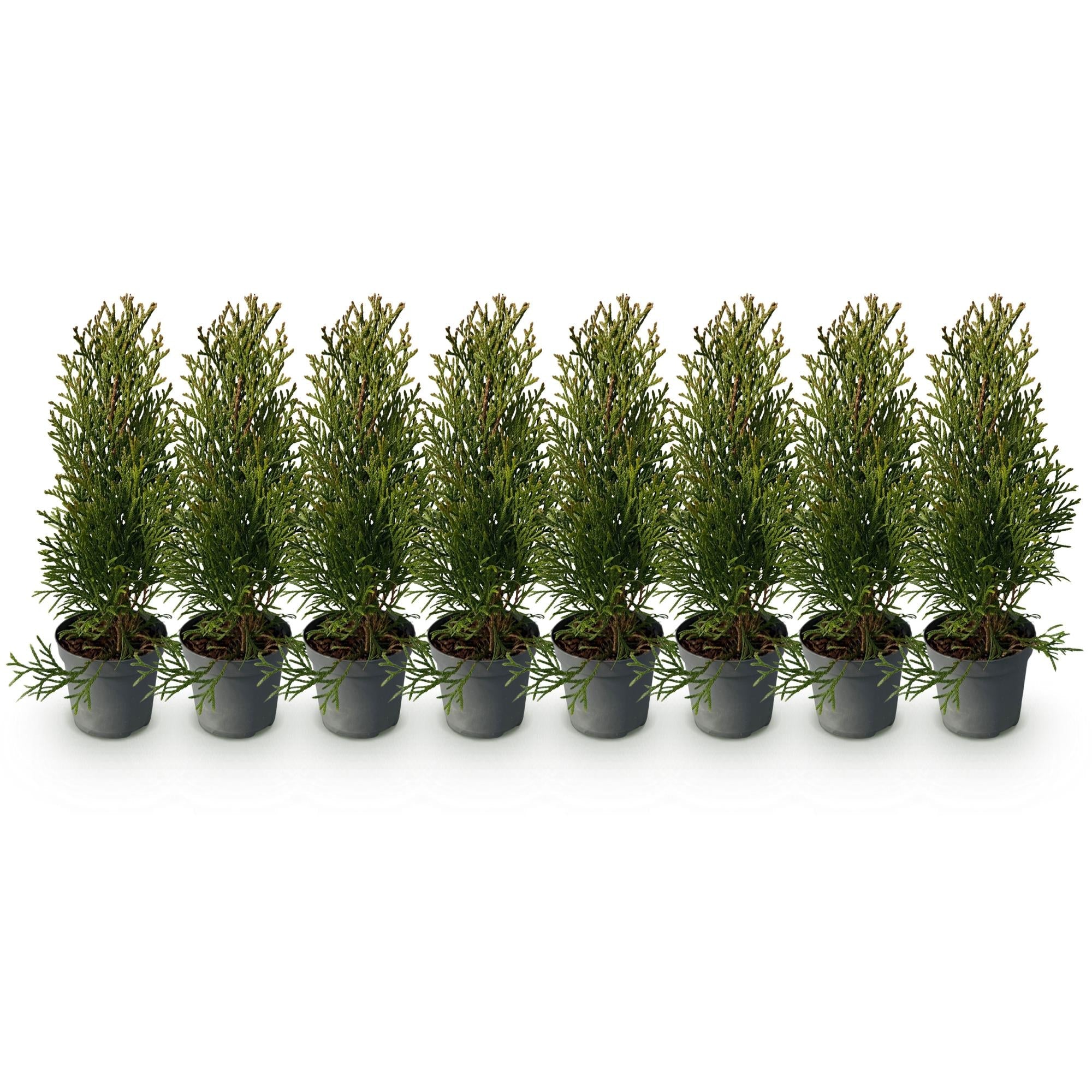 Lebensbaum ‘Smaragd’ (Thuja occidentalis) – 8 Pflanzen für 1 m Hecke, 30–35 cm Höhe, 9 - cm - Topf - Green Guardia - Ihr Experte für Schädlinge und Pflanzen