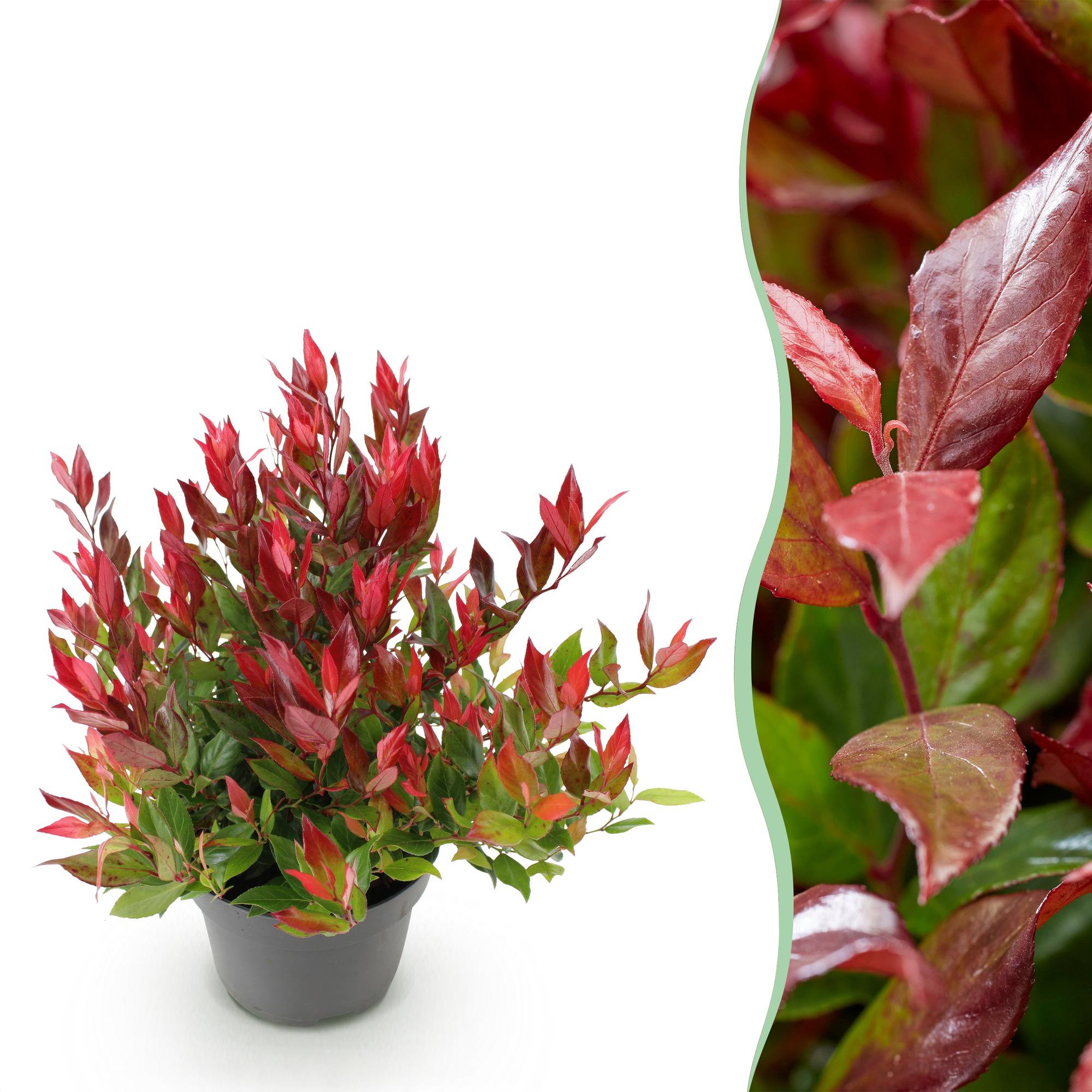 Leucothoe ‘Little Flame’ – immergrün & pflegeleicht – rot – 17 cm Topf, ca. 40 cm hoch - Green Guardia - Ihr Experte für Schädlinge und Pflanzen