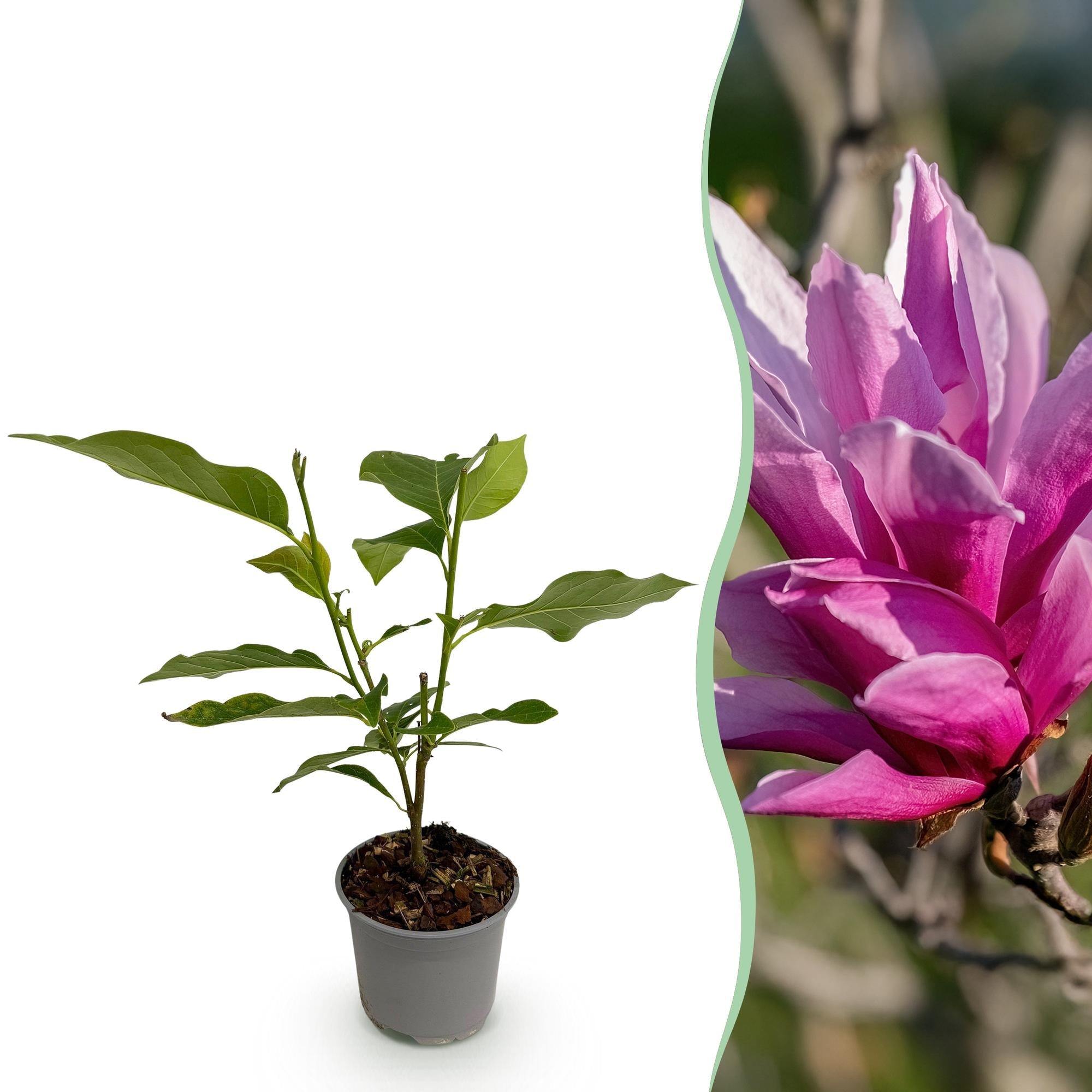 Magnolia liliiflora ‘Nigra’ – laubabwerfend & pflegeleicht – lila Blüte – 12 cm Topf, ca. 30 cm hoch - Green Guardia - Ihr Experte für Schädlinge und Pflanzen