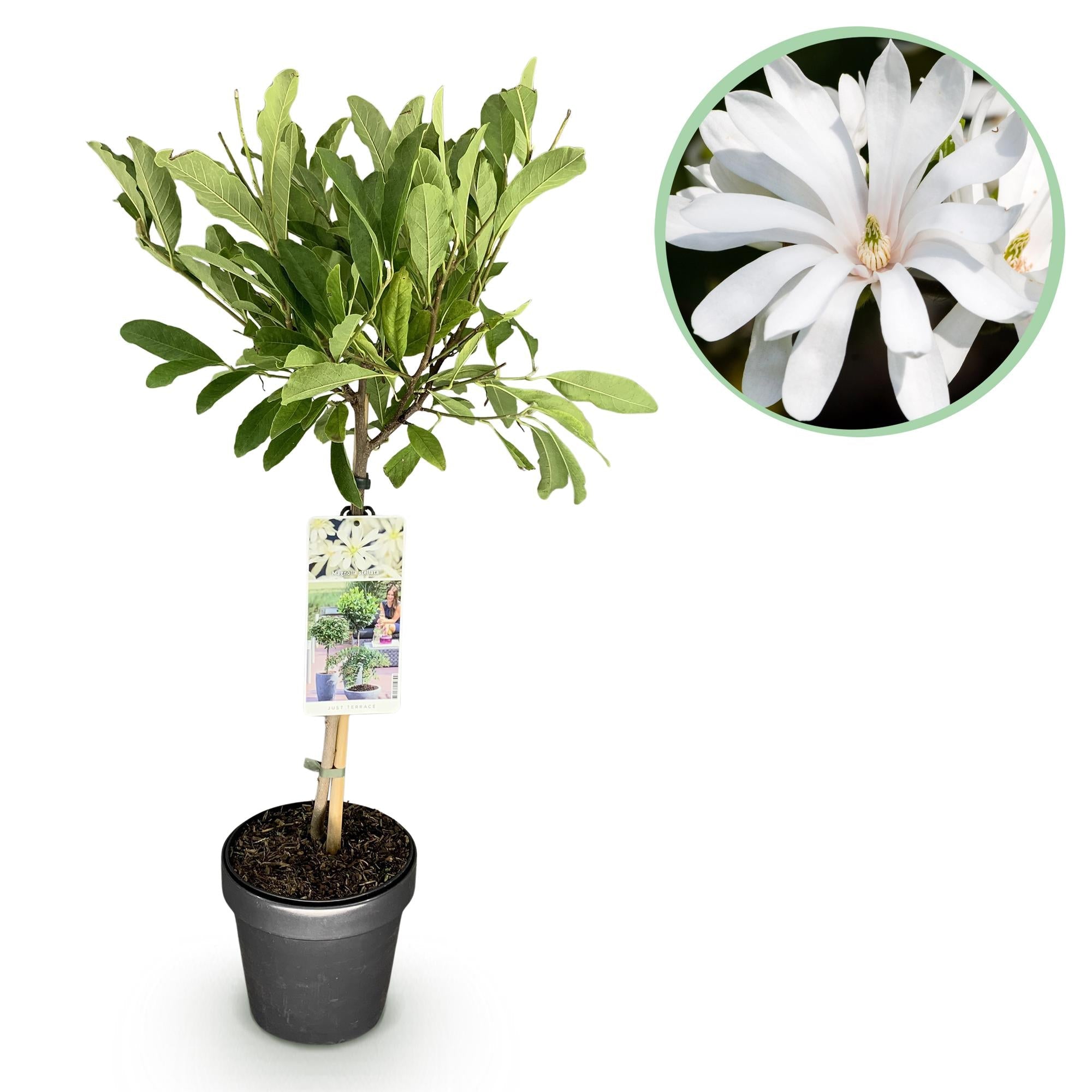 Magnolia stellata – Terrassenpflanze – laubabwerfend & winterhart – weiße Blüte – 19 cm Topf, ca. 90 cm hoch - Green Guardia - Ihr Experte für Schädlinge und Pflanzen