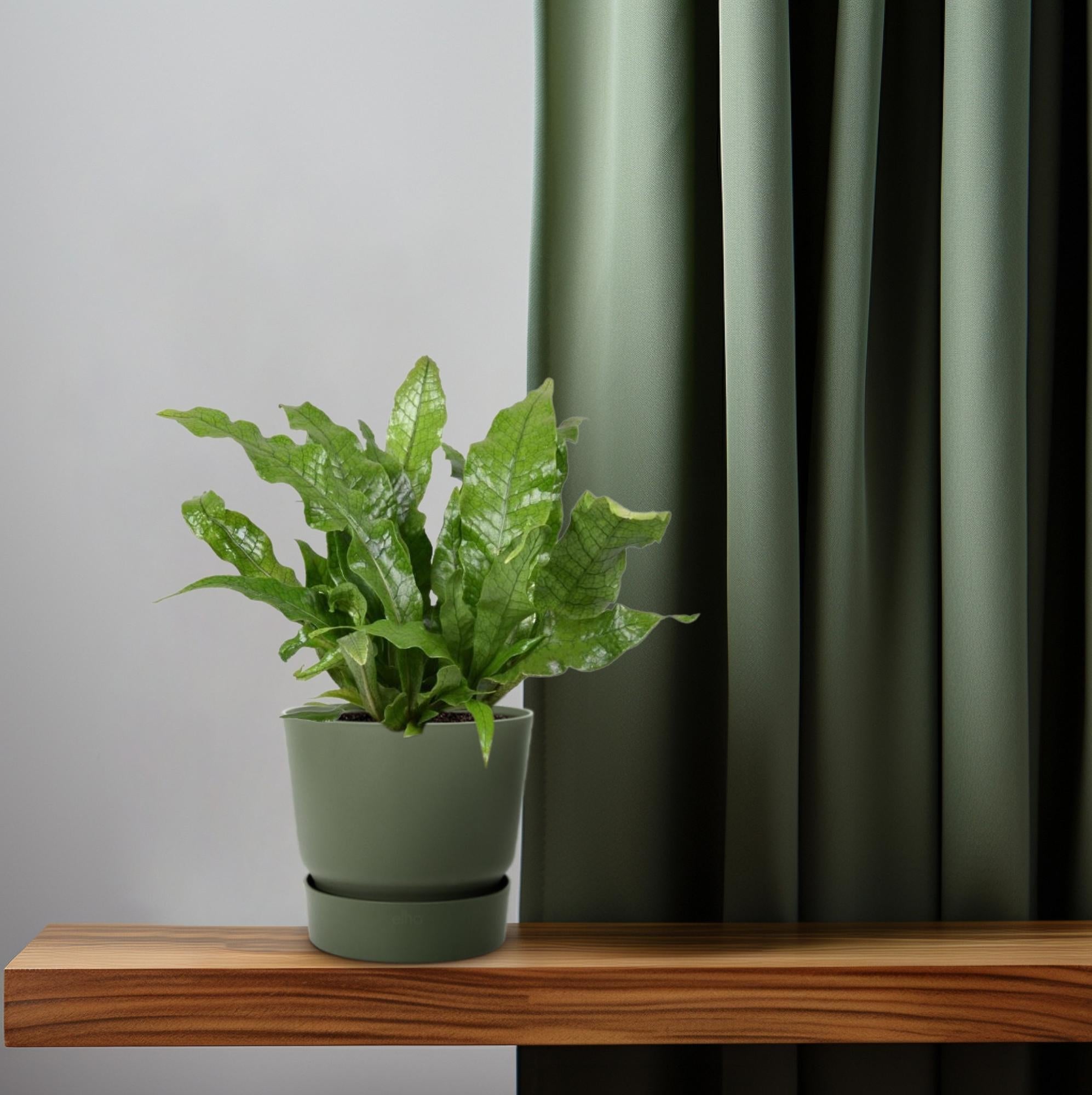 Microsorum Crocodyllus – Krokodilfarn - Ø12cm - ↕30cm - Green Guardia - Ihr Experte für Schädlinge und Pflanzen