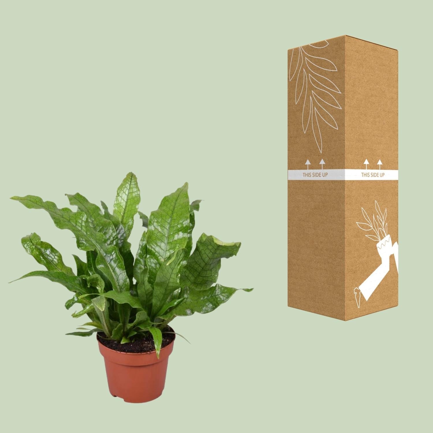 Microsorum Crocodyllus – Krokodilfarn - Ø12cm - ↕30cm - Green Guardia - Ihr Experte für Schädlinge und Pflanzen