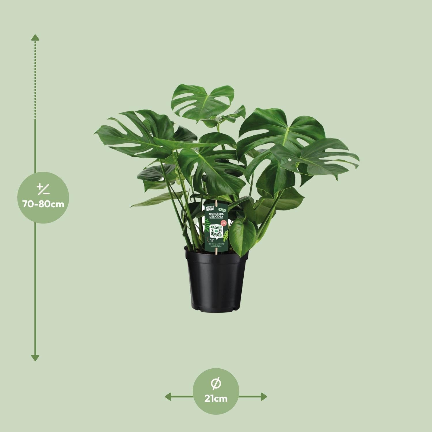 Monstera Deliciosa – Fensterblatt - 60 - 105 cm - Green Guardia - Ihr Experte für Schädlinge und Pflanzen