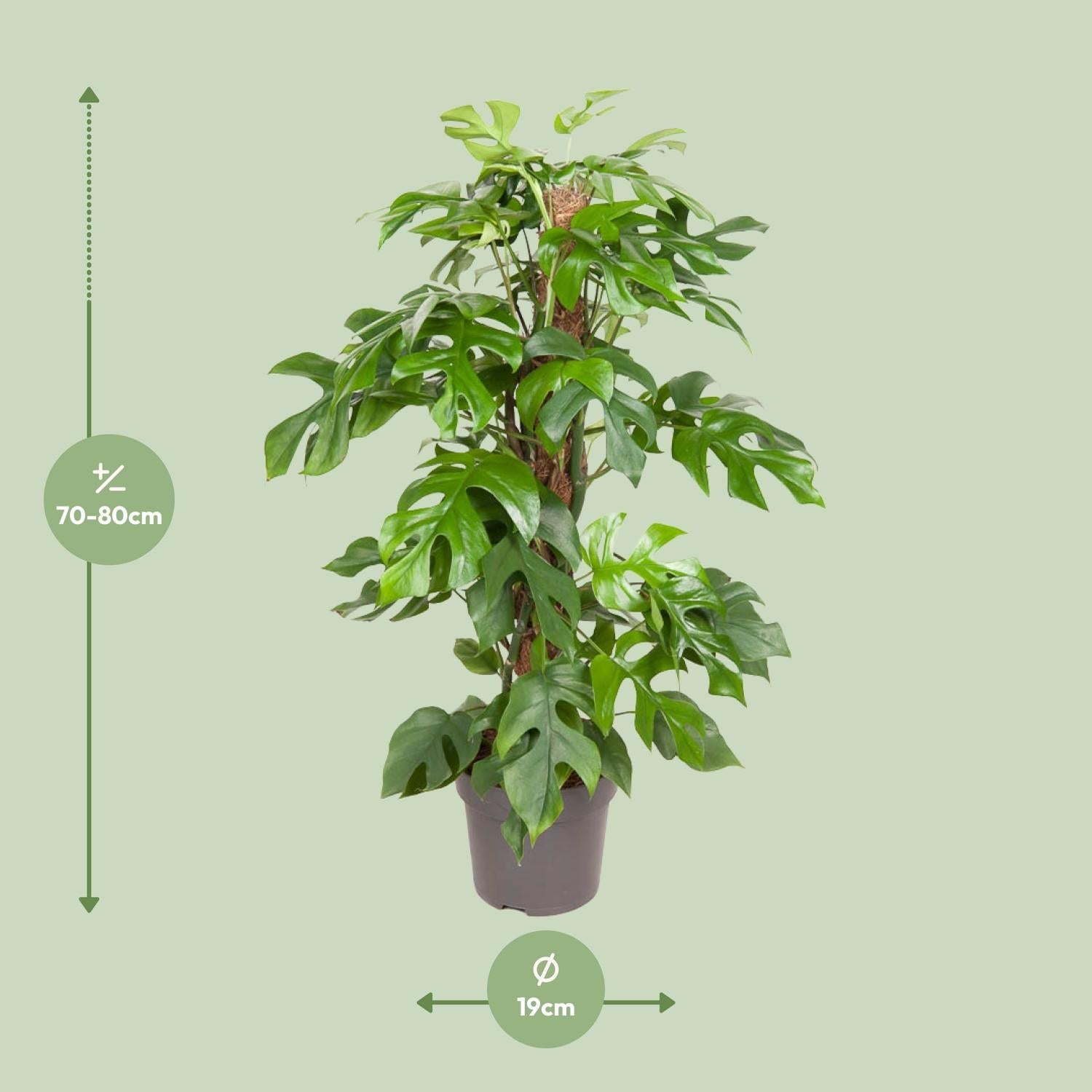 Monstera Minima – Zwerg - Fensterblatt - 25 - 80 cm - Green Guardia - Ihr Experte für Schädlinge und Pflanzen