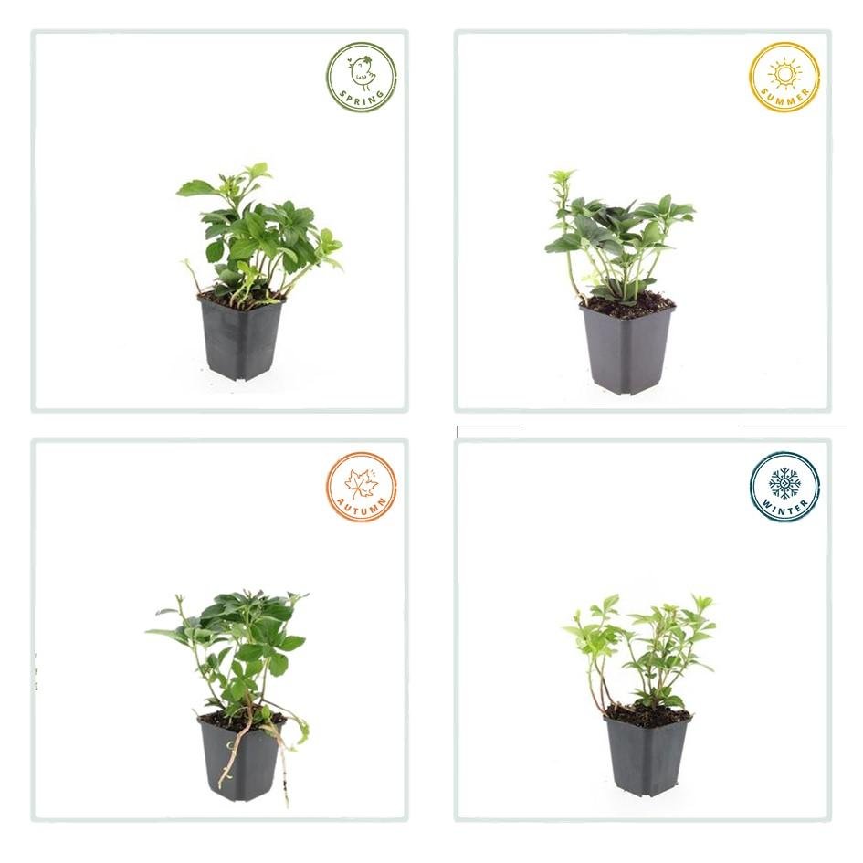 Pachysandra terminalis – immergrüner Bodendecker, 10–25 cm hoch - Green Guardia - Ihr Experte für Schädlinge und Pflanzen