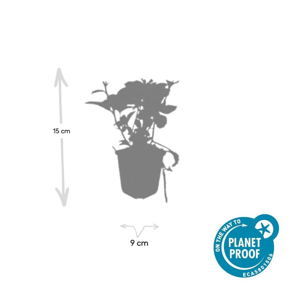 Pachysandra terminalis – immergrüner Bodendecker, 10–25 cm hoch - Green Guardia - Ihr Experte für Schädlinge und Pflanzen