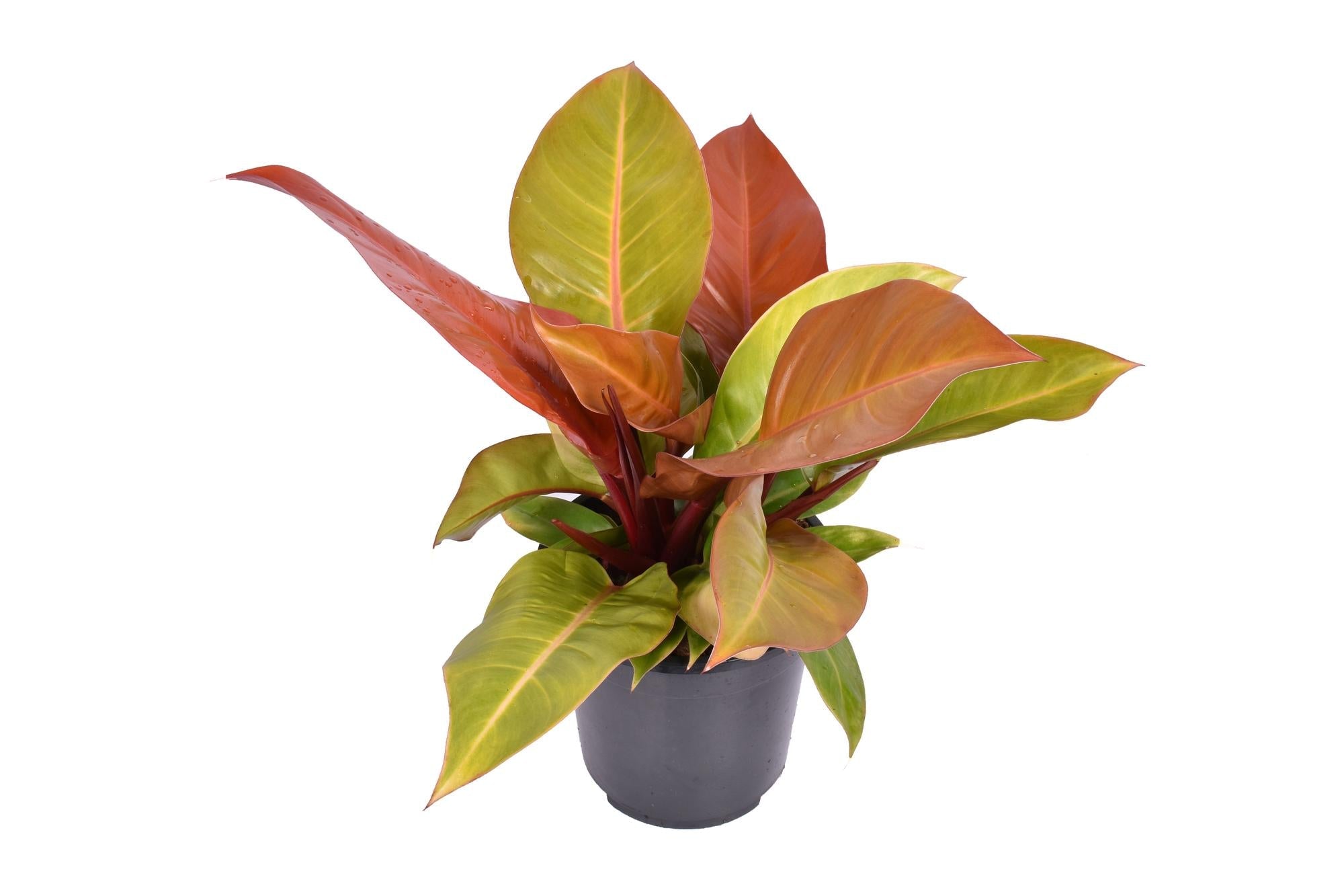 Philodendron "Prince of Orange" – Orange - Philodendron - 45 - 75 cm - Green Guardia - Ihr Experte für Schädlinge und Pflanzen