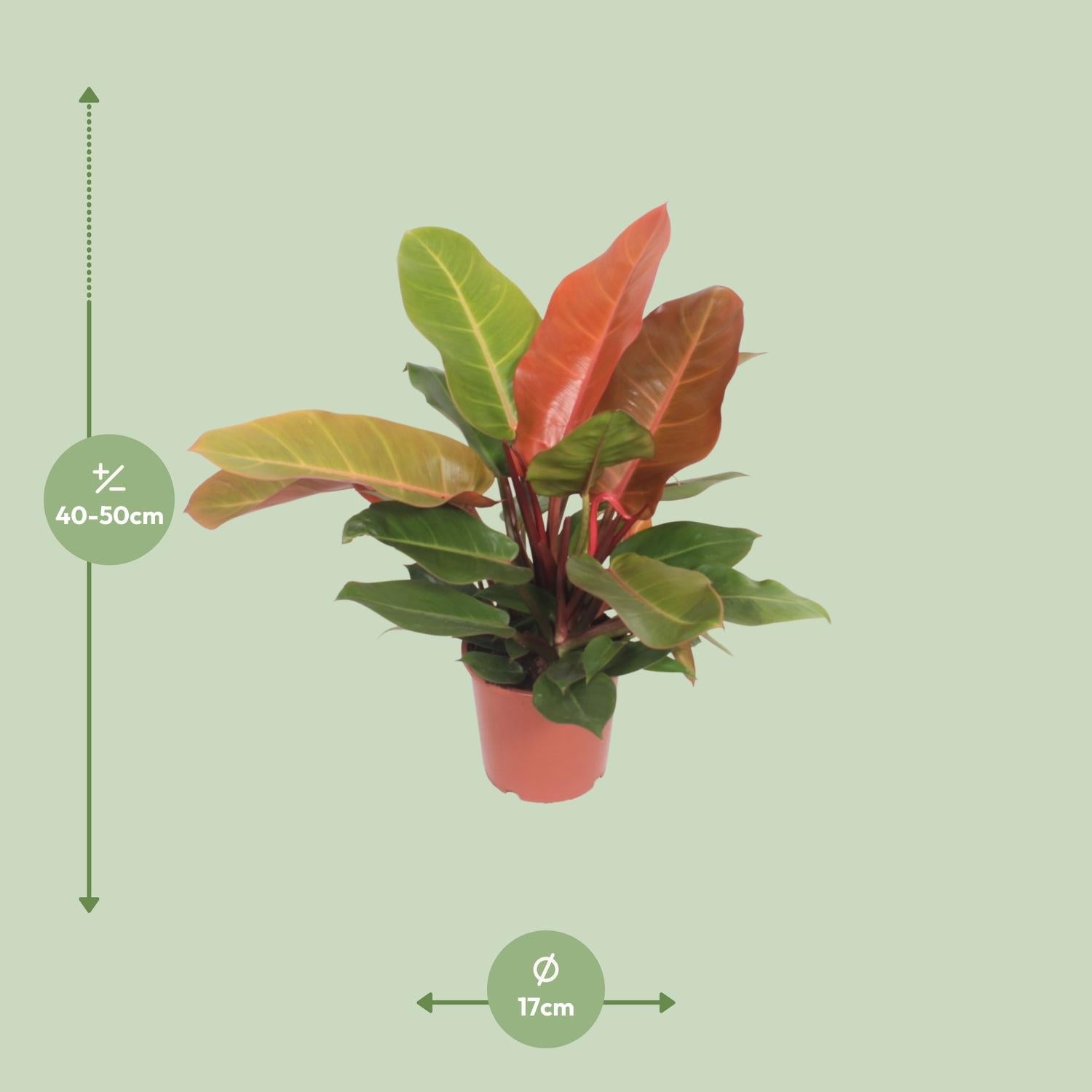 Philodendron "Prince of Orange" – Orange - Philodendron - 45 - 75 cm - Green Guardia - Ihr Experte für Schädlinge und Pflanzen