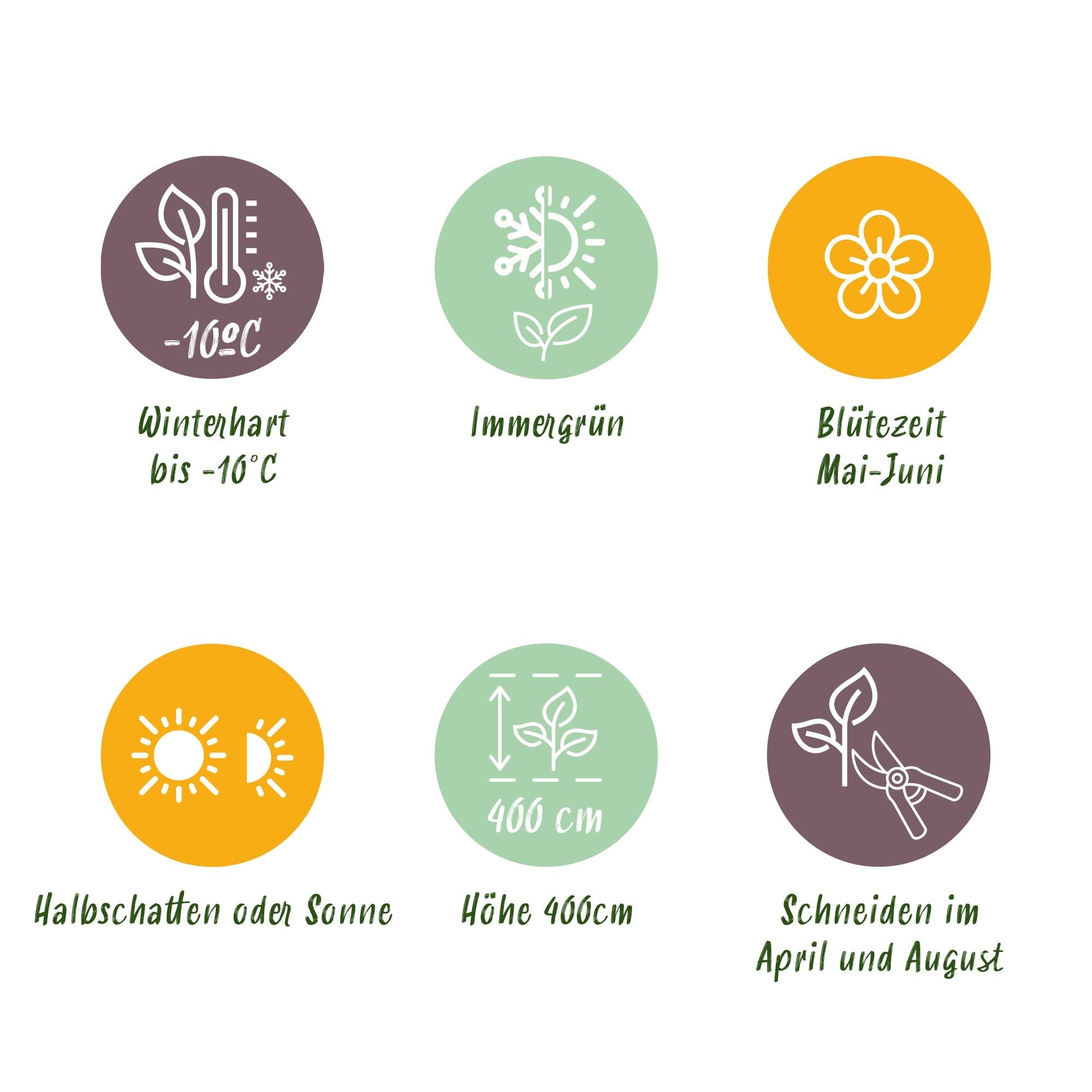 Photinia Fraseri ‘Carré Rouge’ – Glanzmispel, 8 Pflanzen - 9 cm Topf, 30–35 cm hoch - Green Guardia - Ihr Experte für Schädlinge und Pflanzen