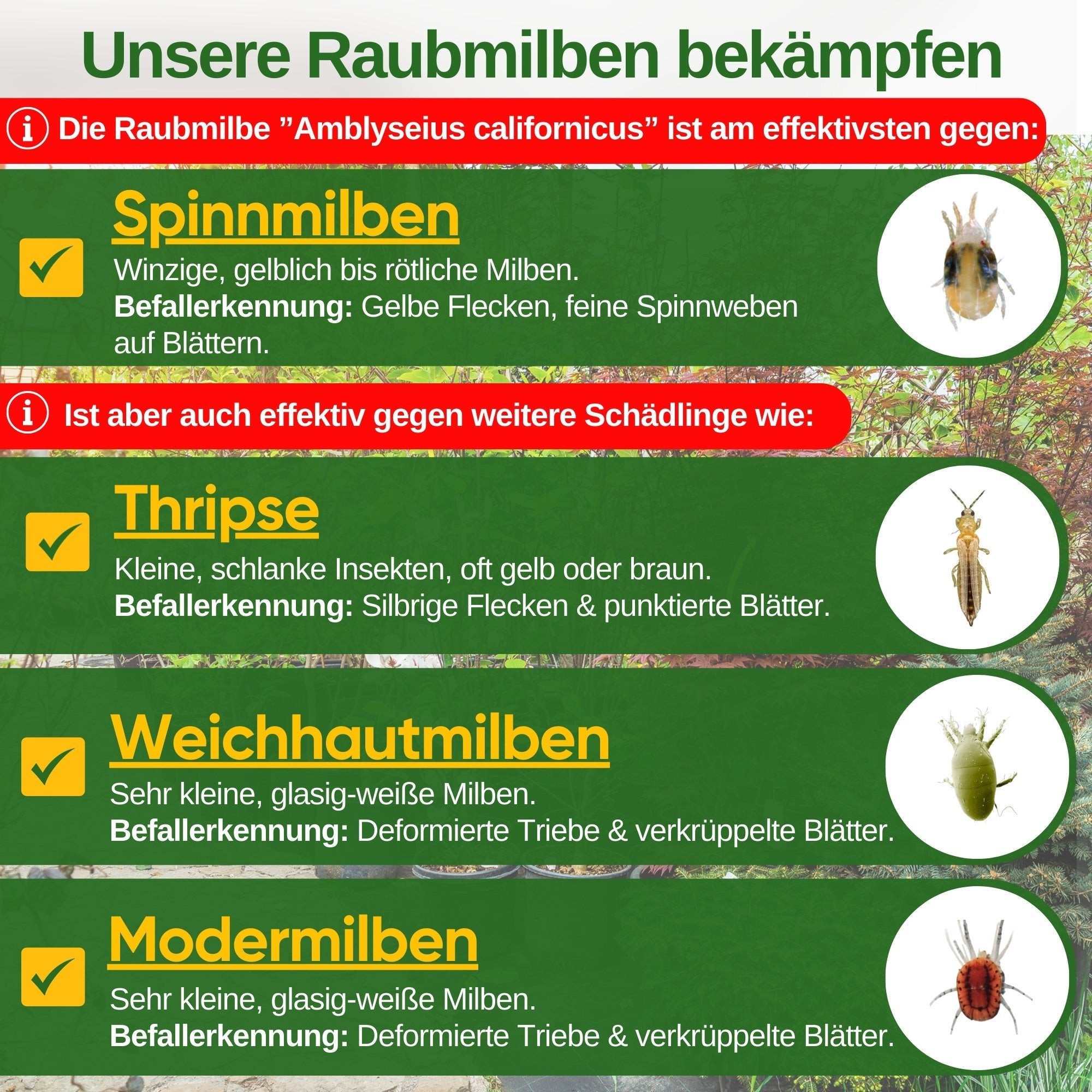 Raubmilben gegen Spinnmilben – Streuware - Green Guardia - Ihr Experte für Schädlinge und Pflanzen