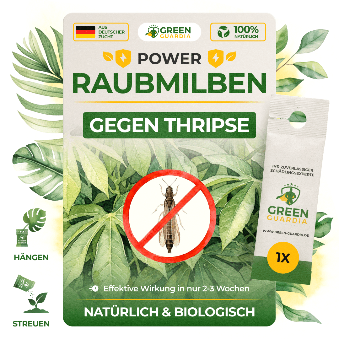 Raubmilben gegen Thripse - Green Guardia - Ihr Experte für Schädlinge und Pflanzen