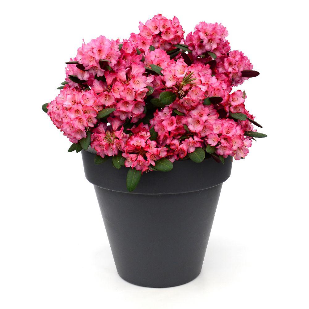Rhododendron ‘Wine & Roses’ – immergrün, 13 cm Topf, 20 cm hoch - Green Guardia - Ihr Experte für Schädlinge und Pflanzen