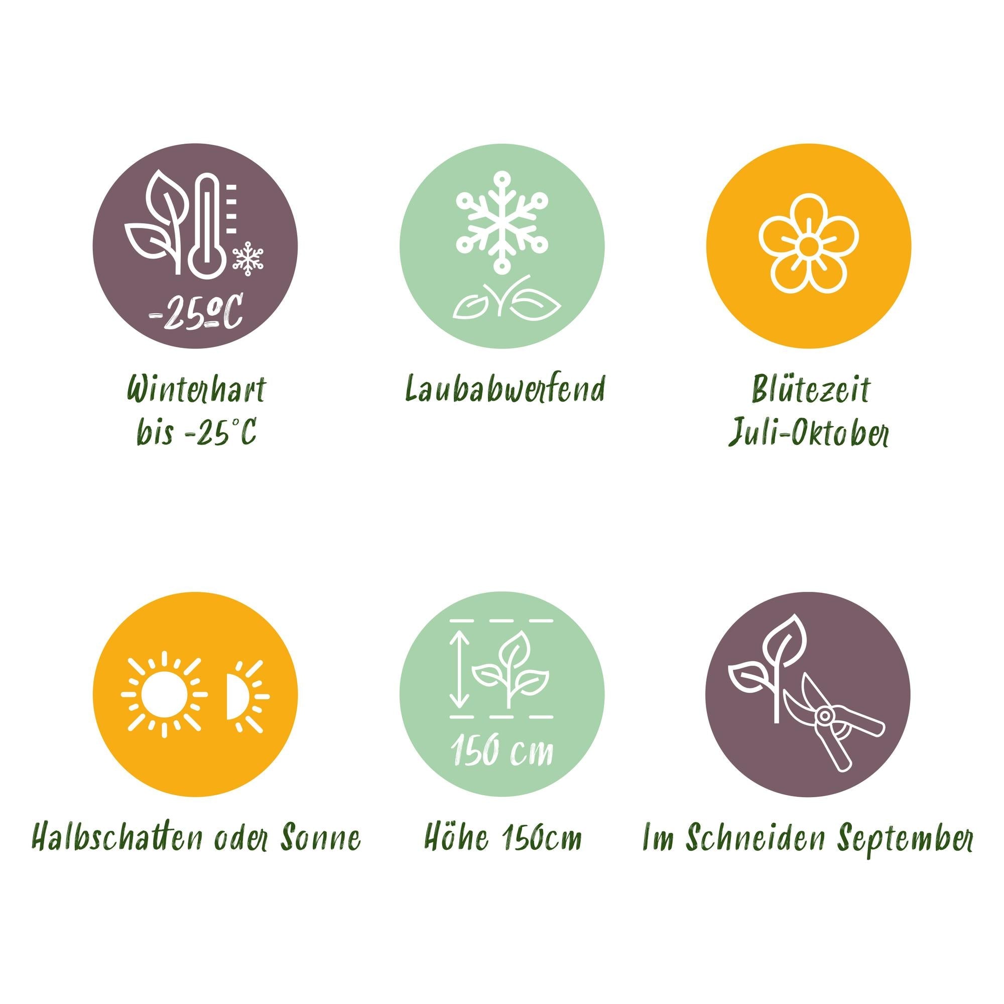 Rispenhortensie ‘Limelight’ – cremeweiße Blüten, im 17 cm Topf, 50 cm hoch - Green Guardia - Ihr Experte für Schädlinge und Pflanzen