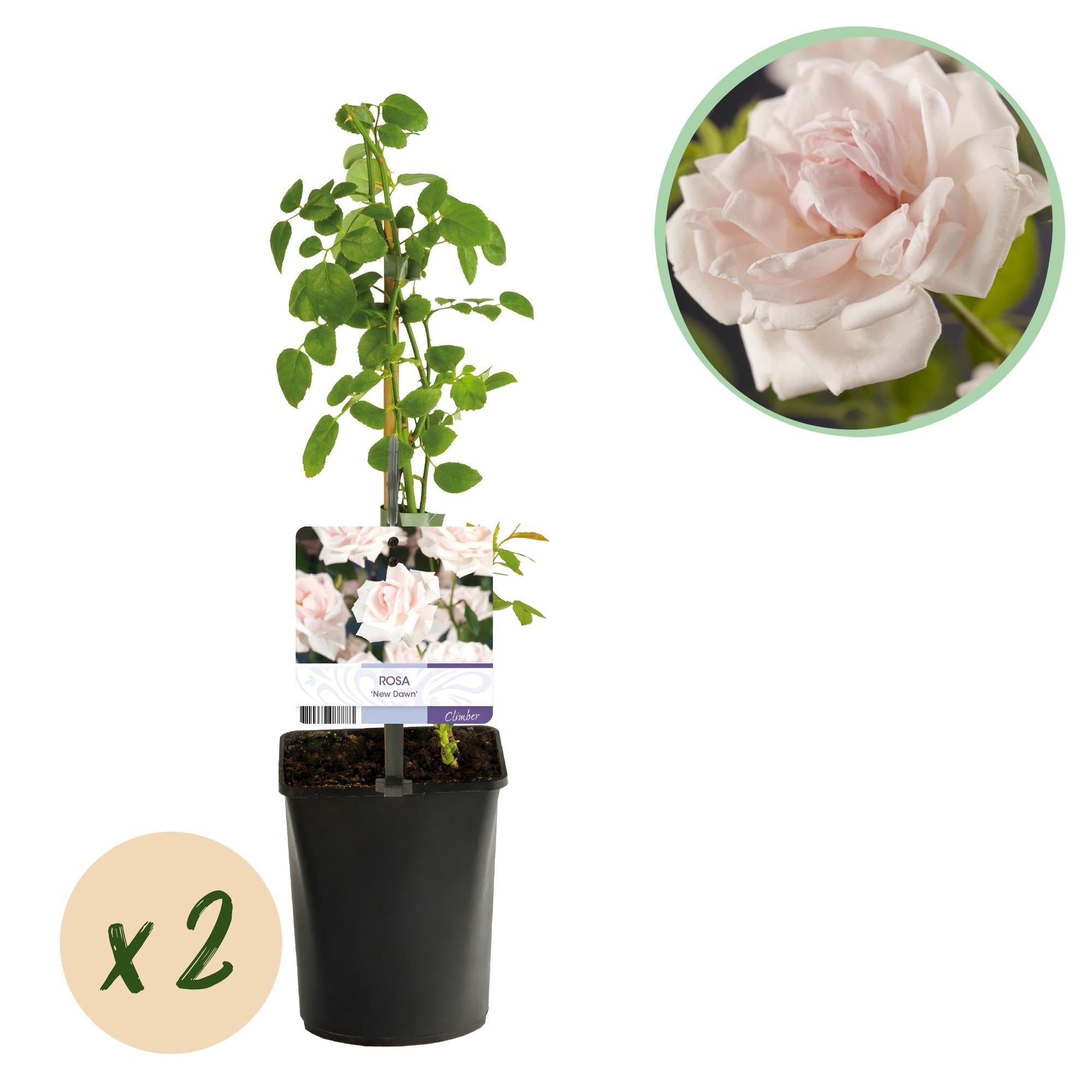 Rosa ‘New Dawn’ – Kletterrose mit hellrosa Blüten, 2 Pflanzen im 11 cm Topf, 40 cm Höhe - Green Guardia - Ihr Experte für Schädlinge und Pflanzen