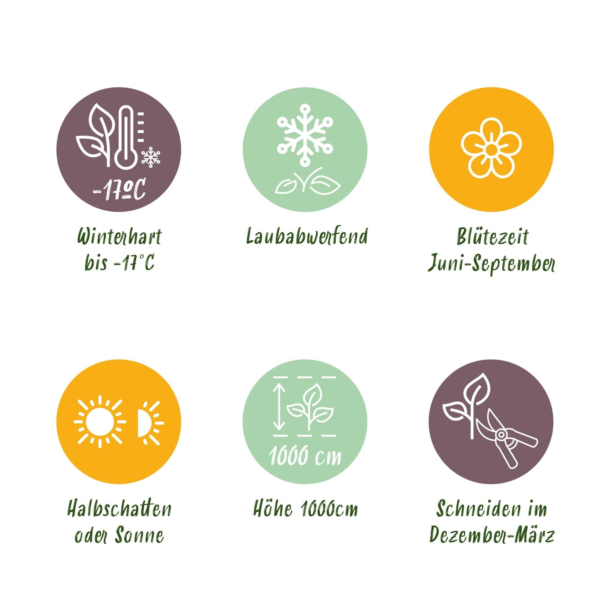 Rosa ‘Salmon Queen’ – Kletterrose, lachsrosa, pflegeleicht, 2 Pflanzen à 11 cm Topf, 40 cm Höhe - Green Guardia - Ihr Experte für Schädlinge und Pflanzen