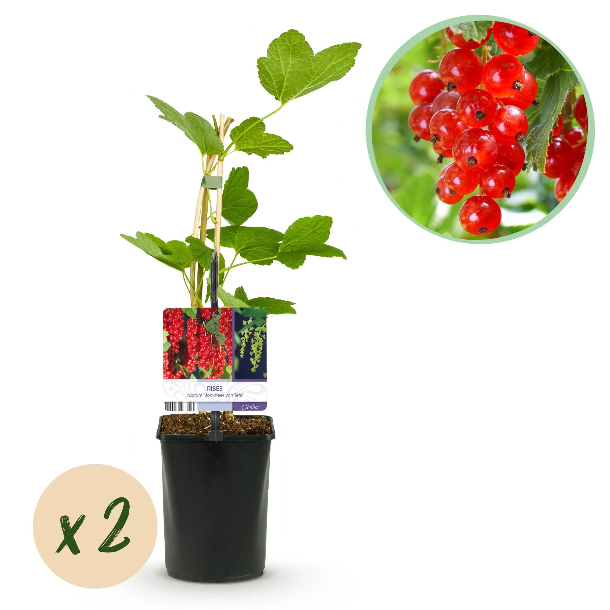 Rote Johannisbeere (Ribes rubrum) – 2 Pflanzen, ca. 40 cm, Topf Ø 11 cm - Green Guardia - Ihr Experte für Schädlinge und Pflanzen