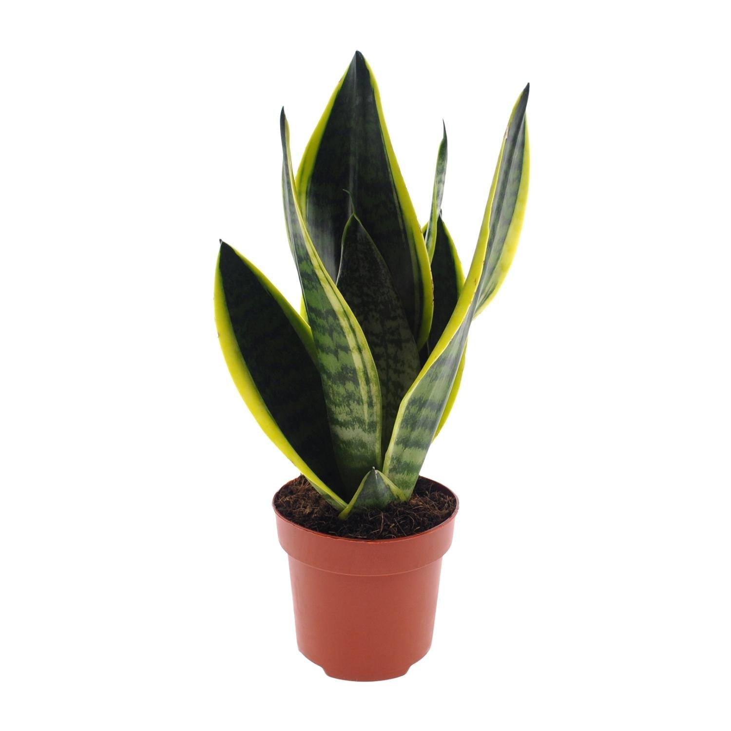 Sansevieria Futura ‘Superba’ – Bogenhanf - 30 - 45 cm - Green Guardia - Ihr Experte für Schädlinge und Pflanzen