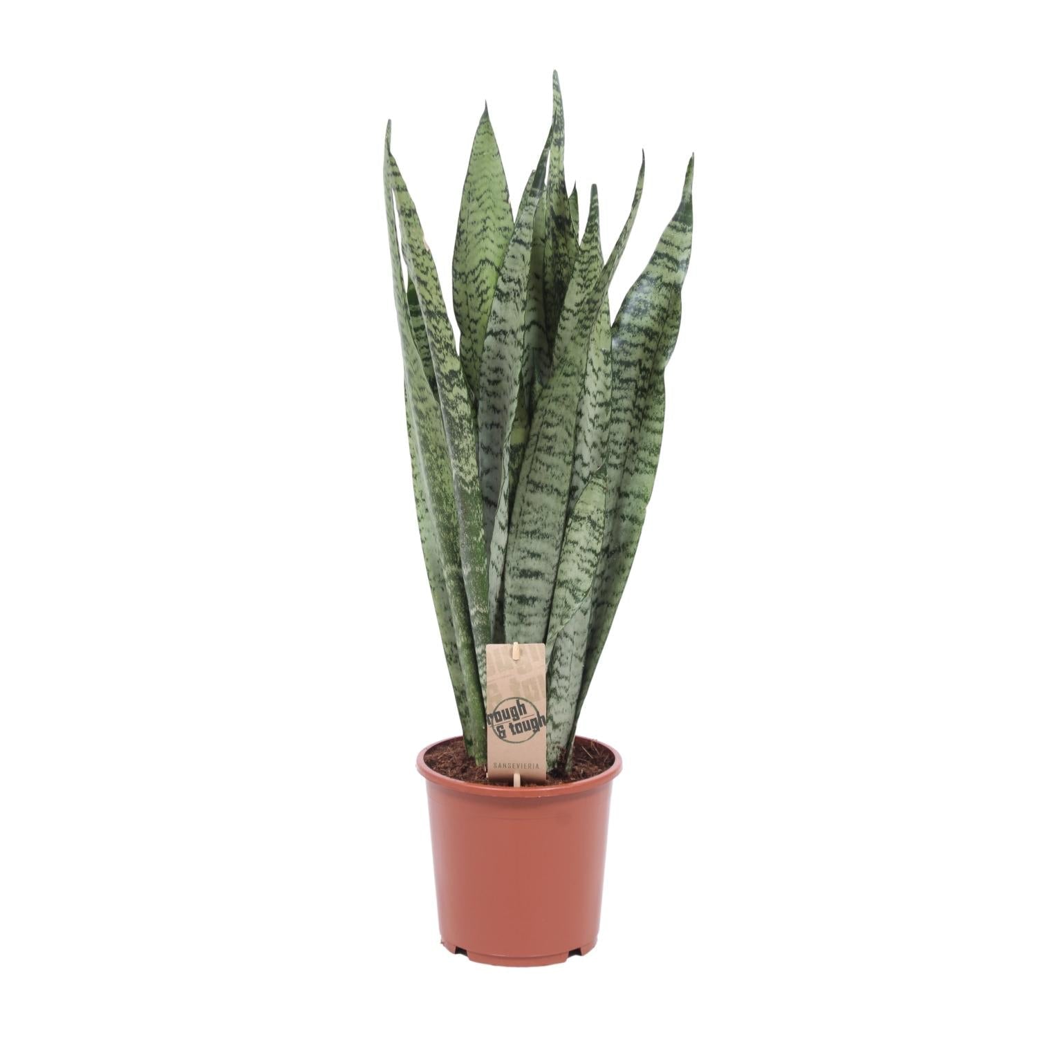 Sansevieria Zeylanica – Zeylanischer Bogenhanf - 70 - 120 cm - Green Guardia - Ihr Experte für Schädlinge und Pflanzen