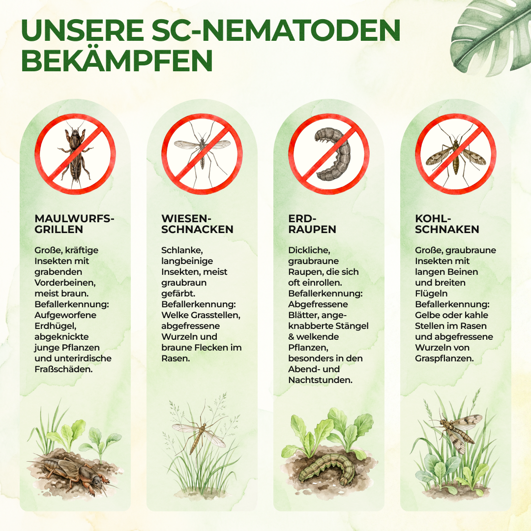 Nematodos SC contra grillos topo, saltamontes y gusanos cortadores