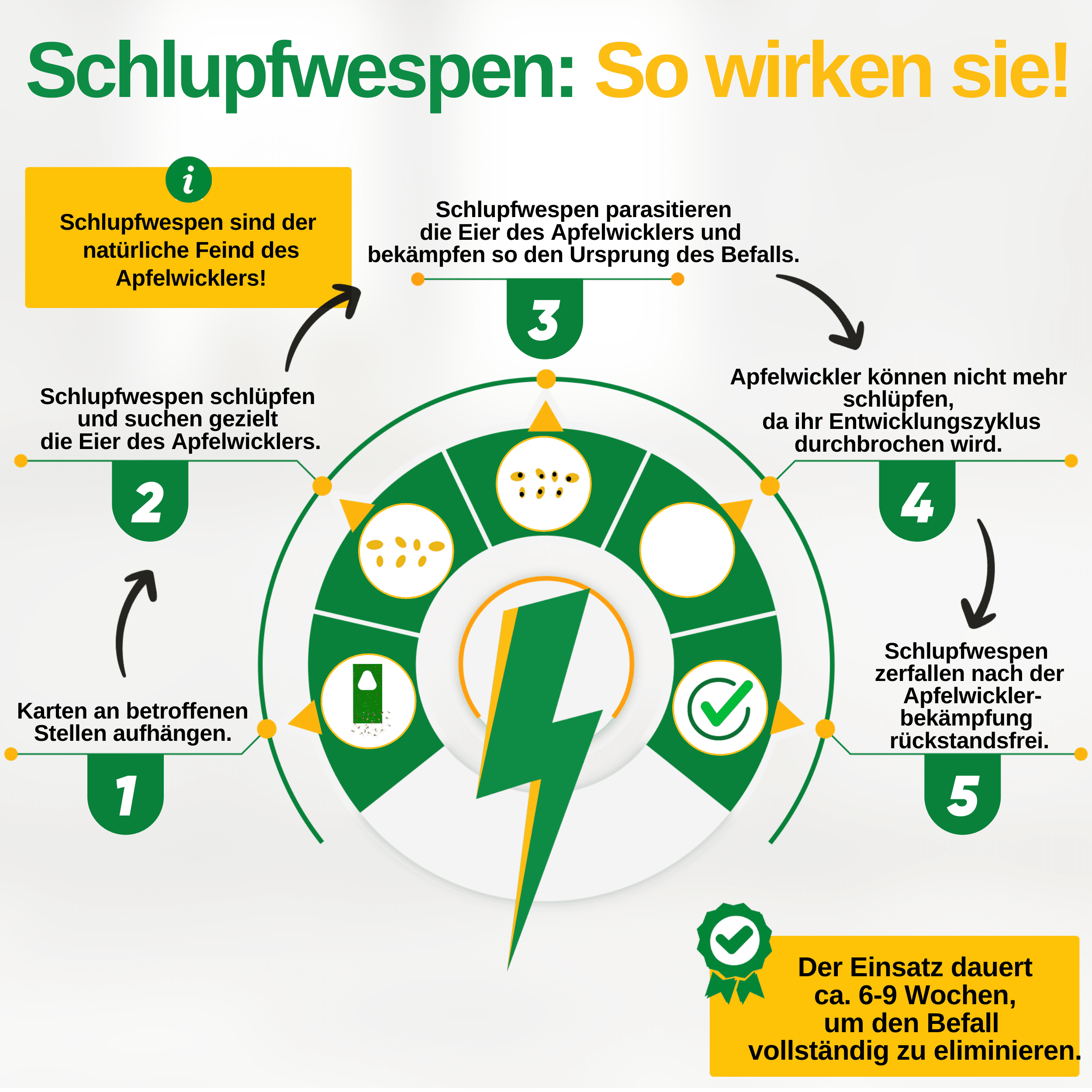 Schlupfwespen gegen Apfelwickler - Green Guardia - Ihr Experte für Schädlinge und Pflanzen