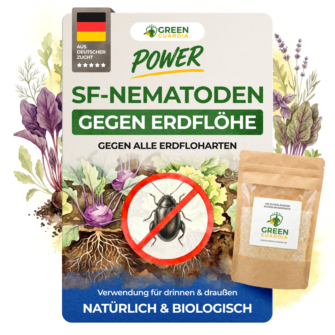 Nématodes SF contre les altises 