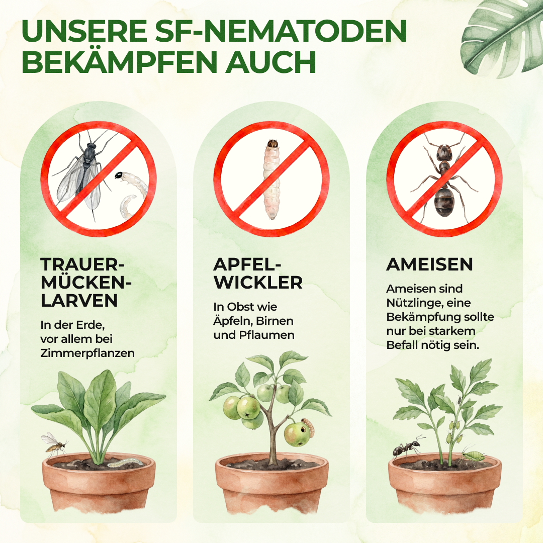 SF-Nematoden gegen Trauermücken