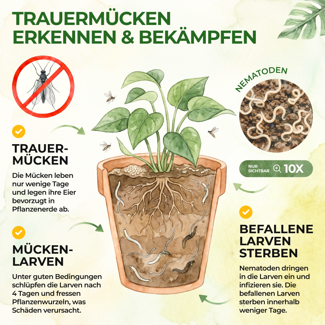 SF-Nematoden gegen Trauermücken