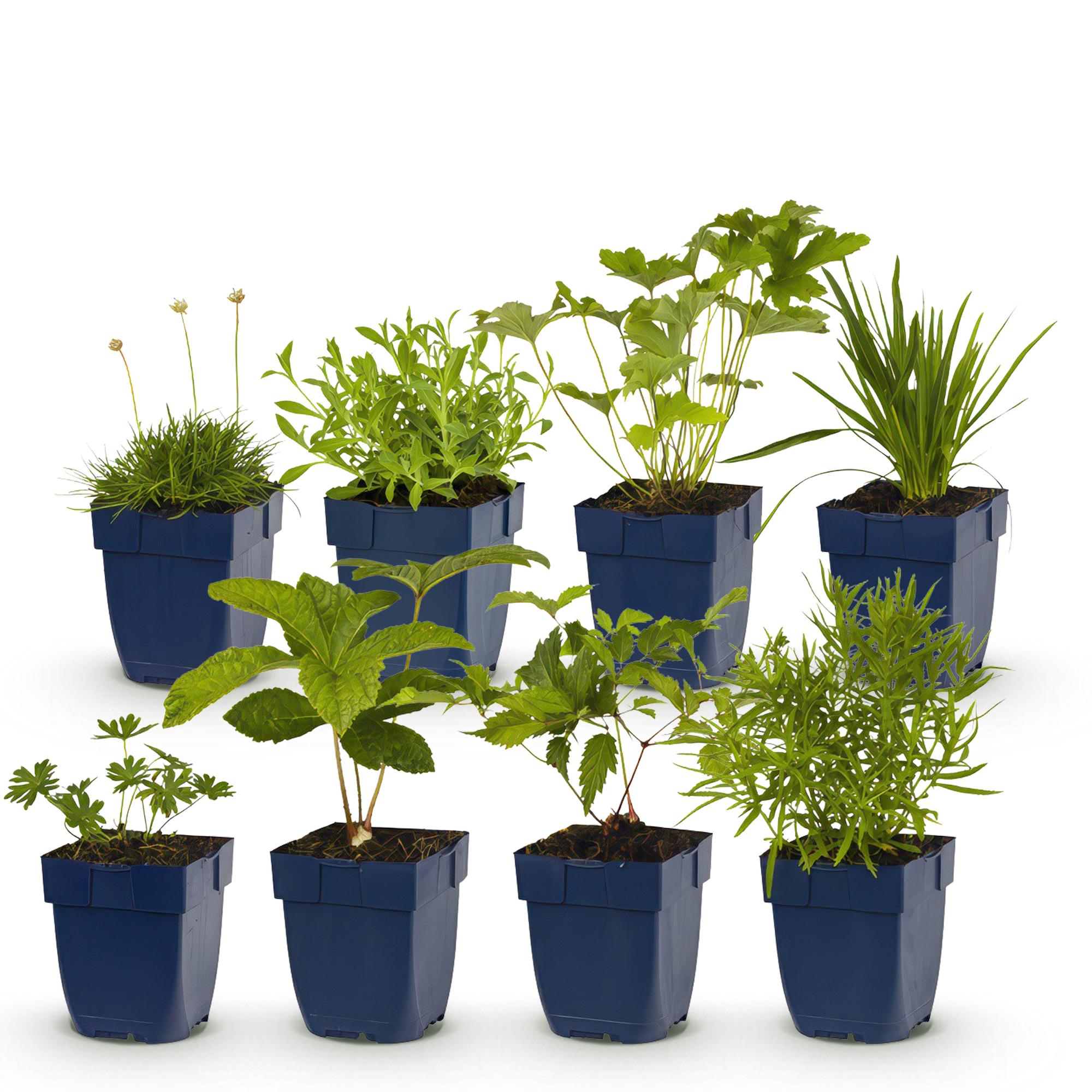 Staudenpaket – Farbe Weiß – 8 Stauden – für ca. 1 m² – pflegeleicht – 11 cm Topf - Green Guardia - Ihr Experte für Schädlinge und Pflanzen