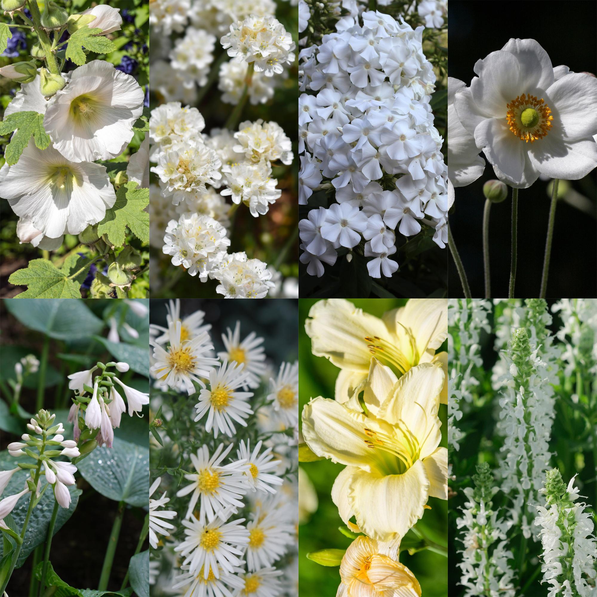 Staudenpaket – Farbe Weiß – 8 Stauden – für ca. 1 m² – pflegeleicht – 11 cm Topf - Green Guardia - Ihr Experte für Schädlinge und Pflanzen
