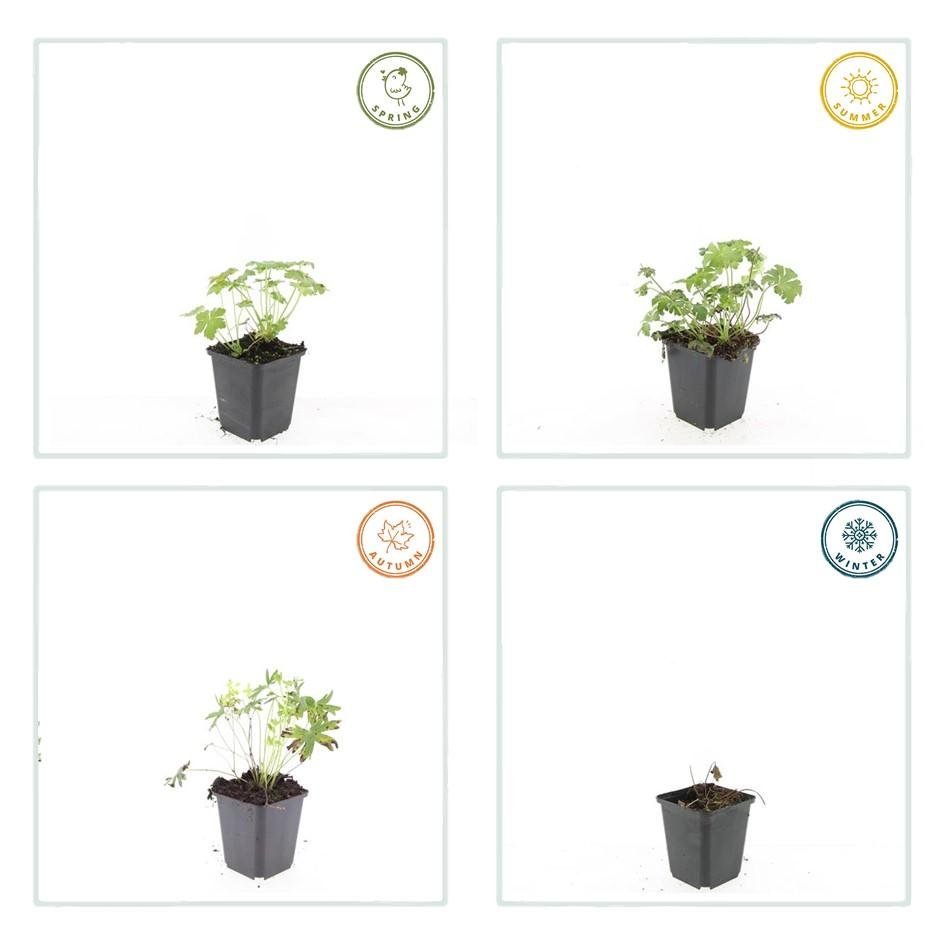 Storchschnabel ‘Album’ – kompakte Staude, 9 cm Topf, 10–25 cm Höhe - Green Guardia - Ihr Experte für Schädlinge und Pflanzen